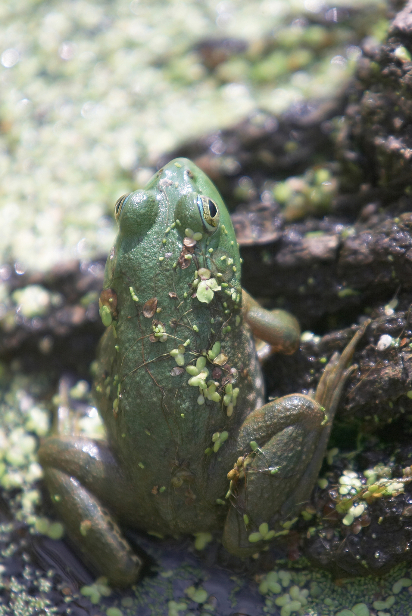沙漠雨蛙：沙漠中的“小牛” |  萌萌外形下隐藏着惊人叫声