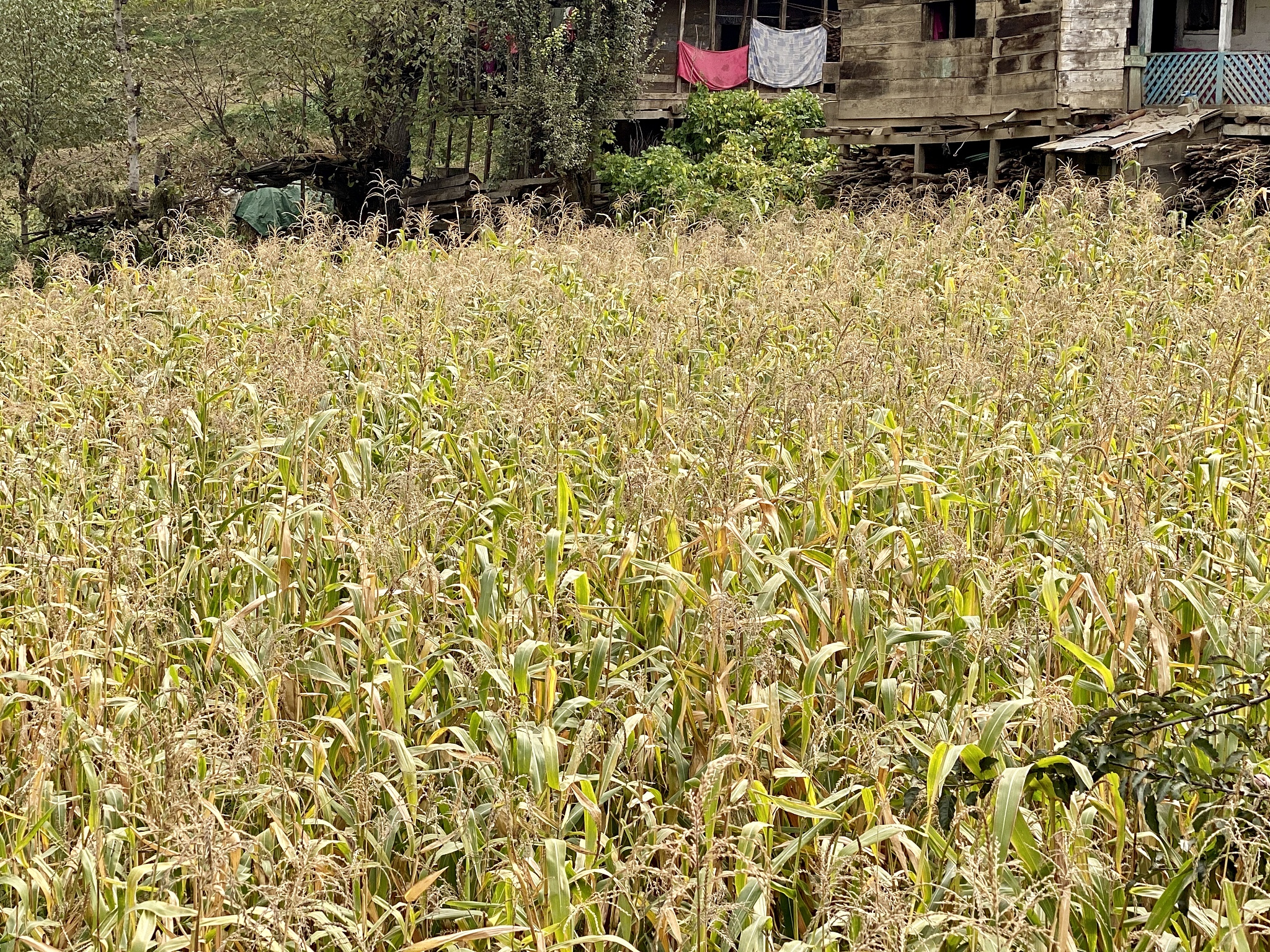 我亲爱的农场手游更新：农场扩建、新品种上线！