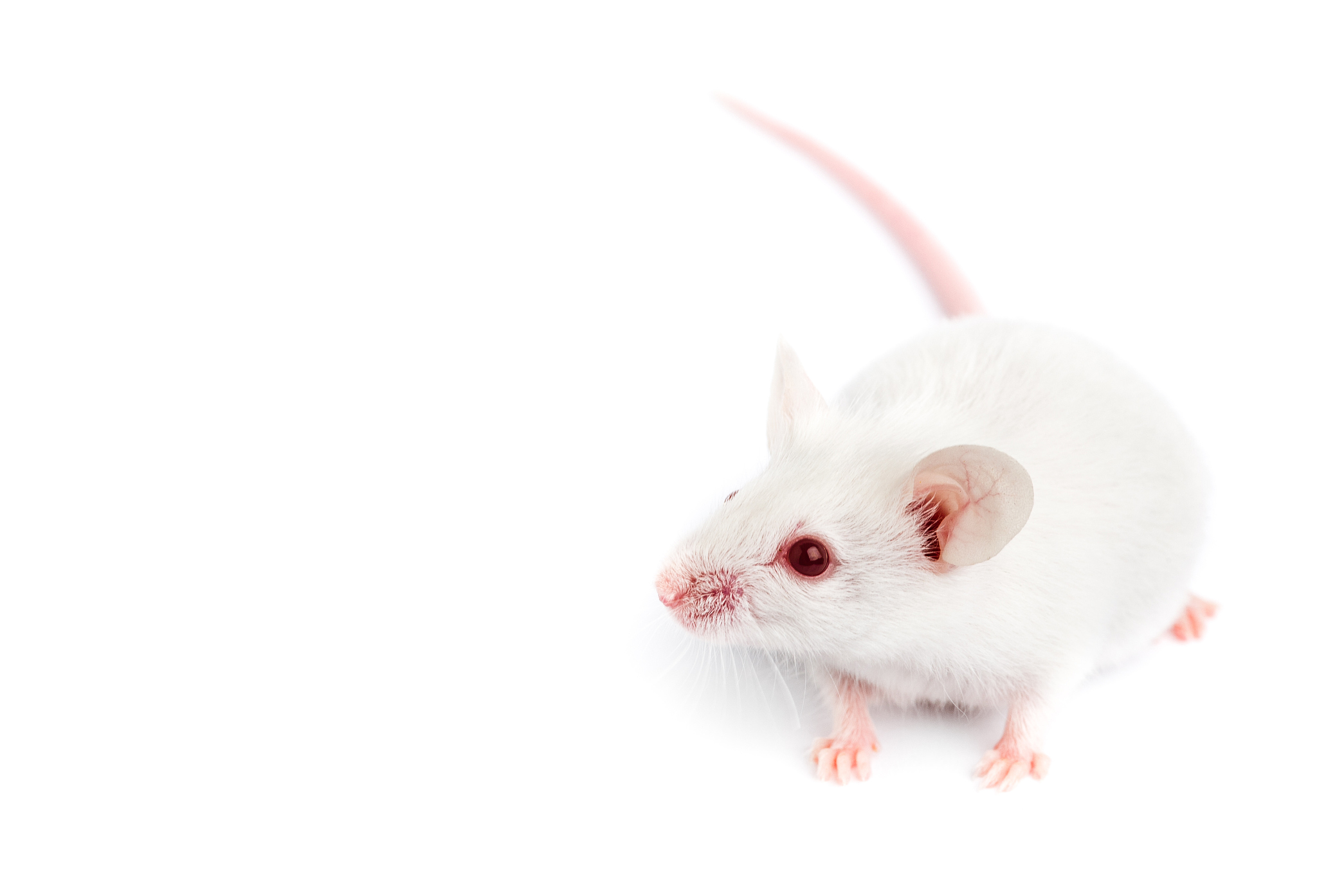 鼠疫监测 个人总结