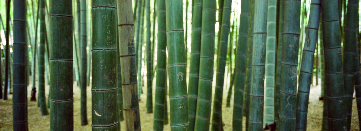 石家庄室外耐寒竹子品种推荐