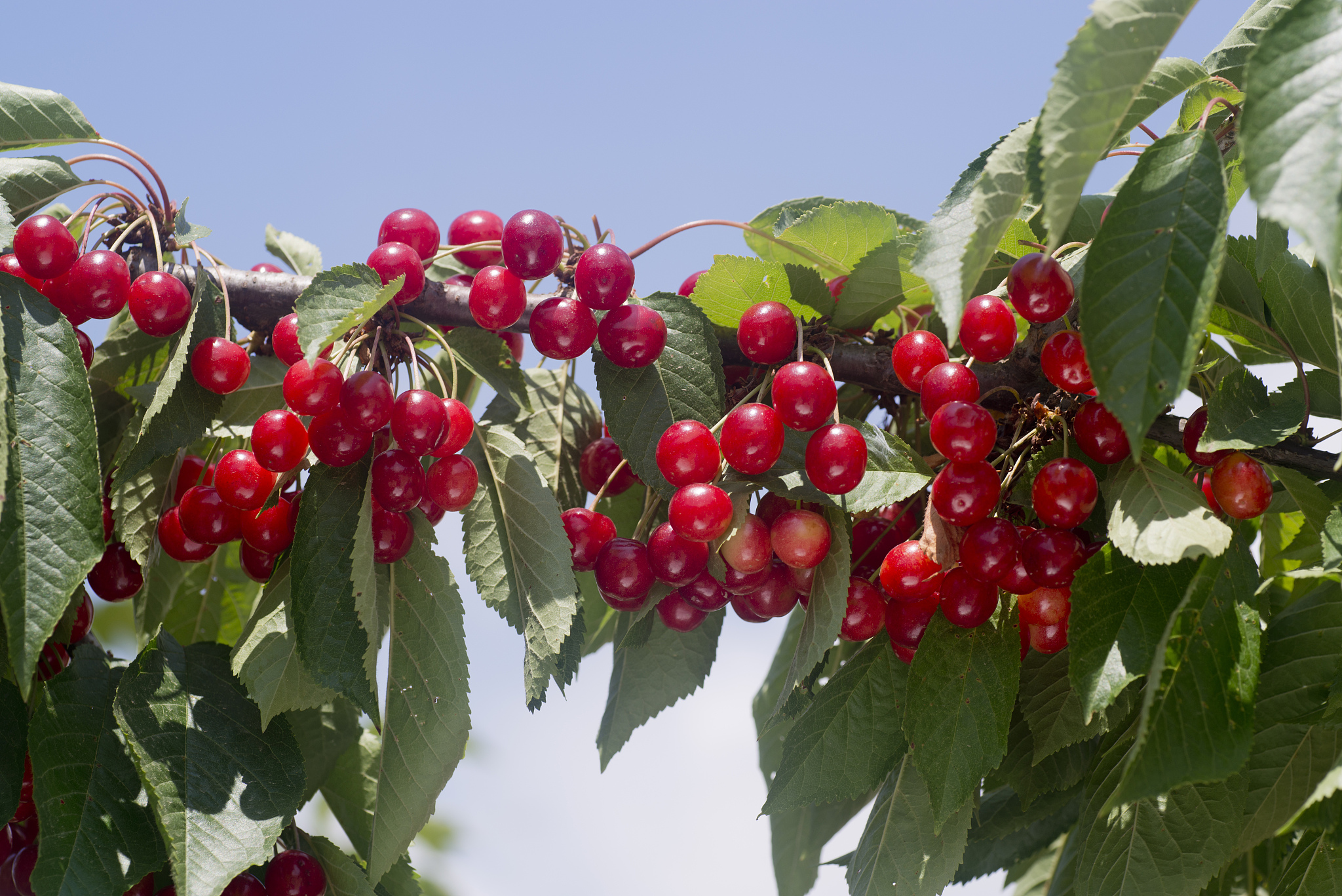 cherry