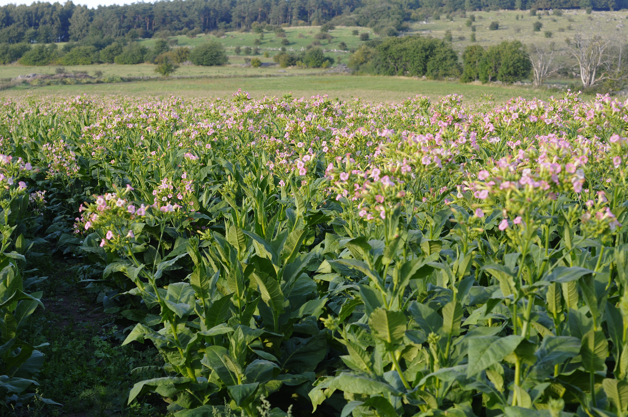 黔西南民族职业技术学院烟草栽培与加工技术专业就业方向有哪些？