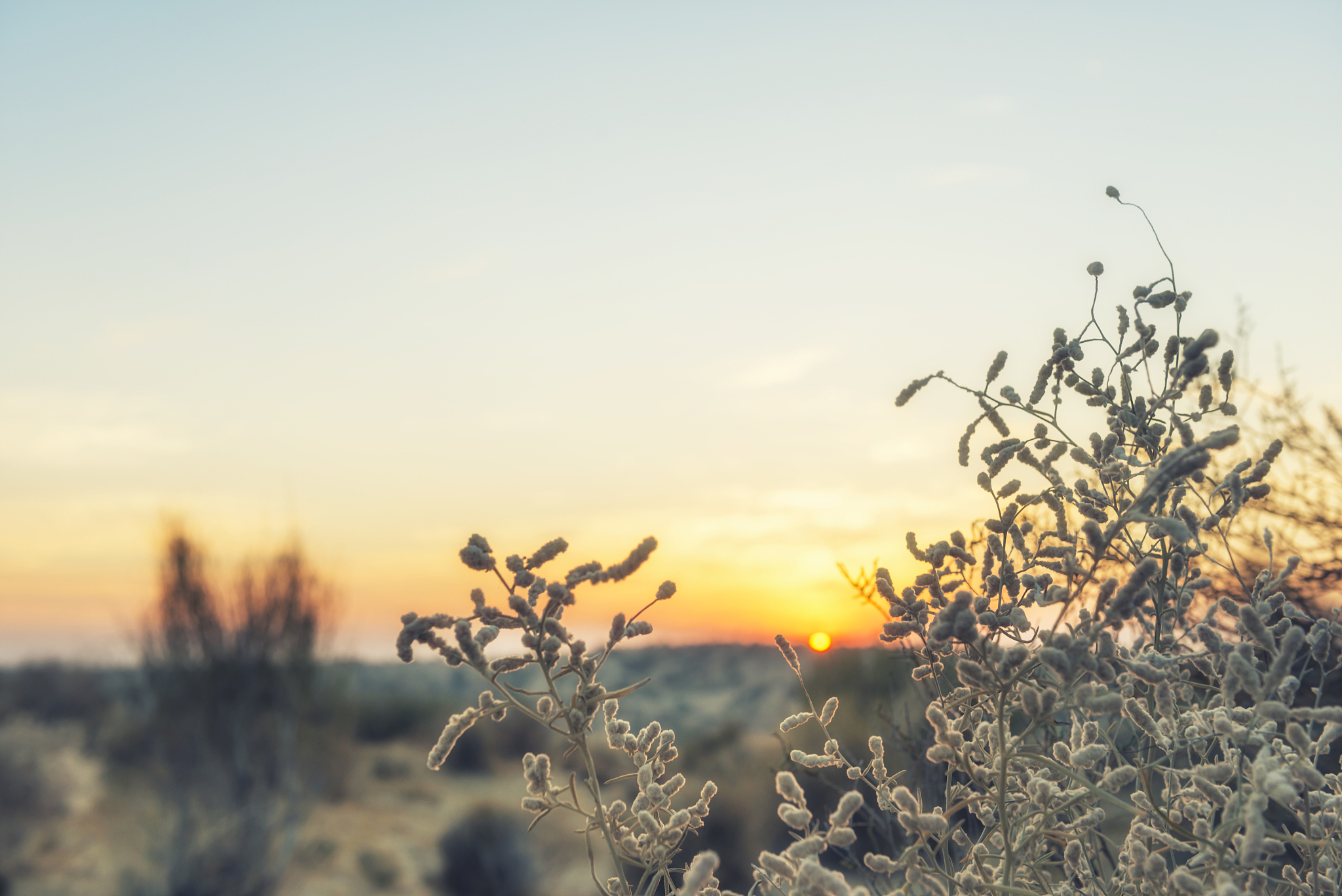 沙漠之花与不死之谜：一场异国奇幻冒险