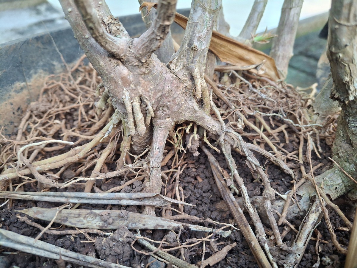 无架葛根种苗嫁接技术：详细步骤和注意事项