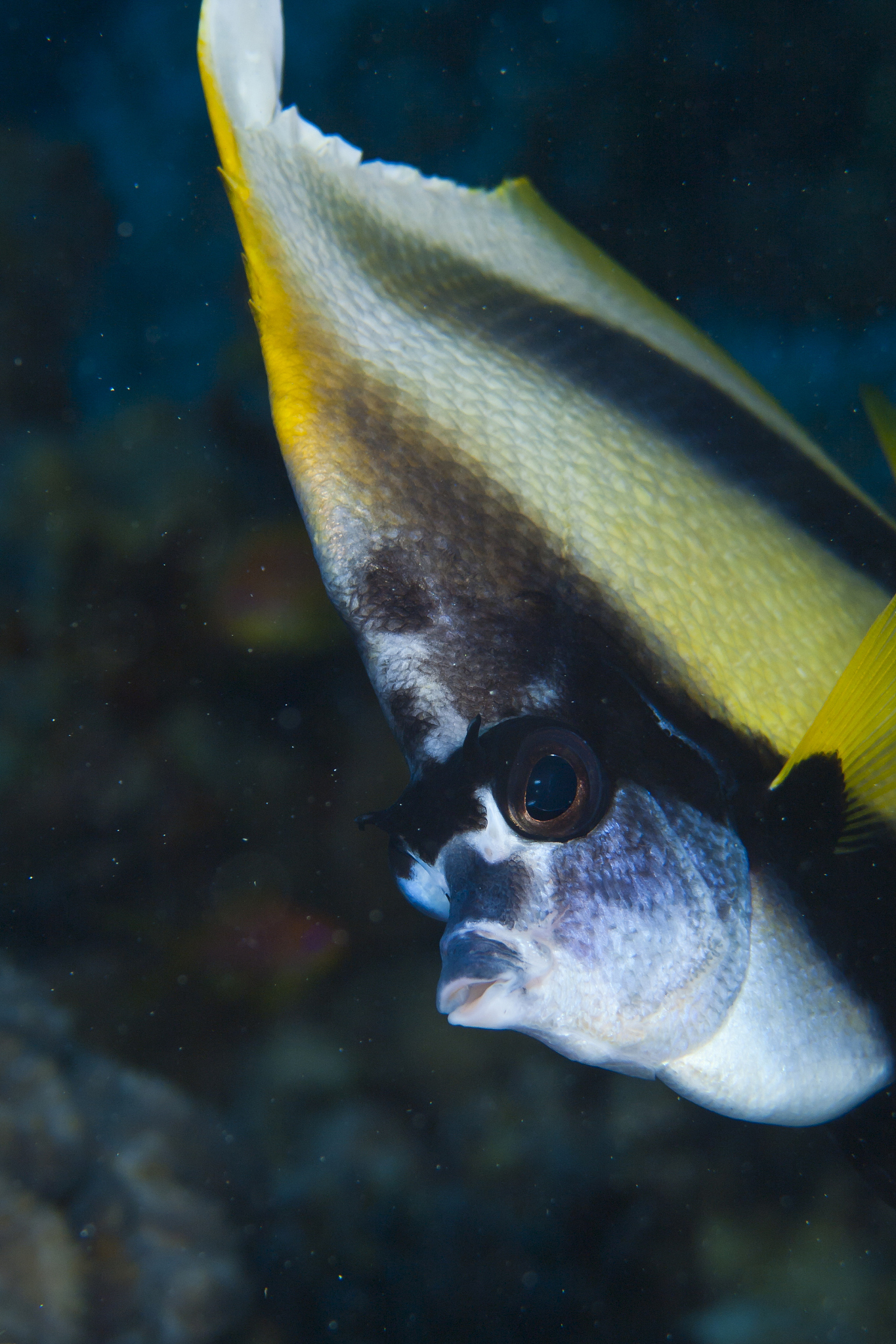 小公鱼虎纹咀 写一篇300字小学作文