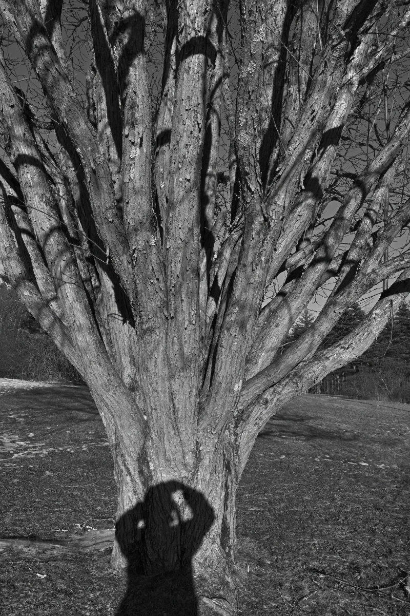 摄影属于艺术类吗?,摄影是否属于艺术类?探讨其艺术性与分类归属图1