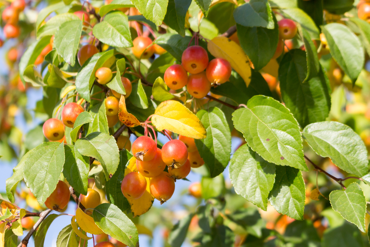 写一篇关于山楂的诗词要求不能出现山楂