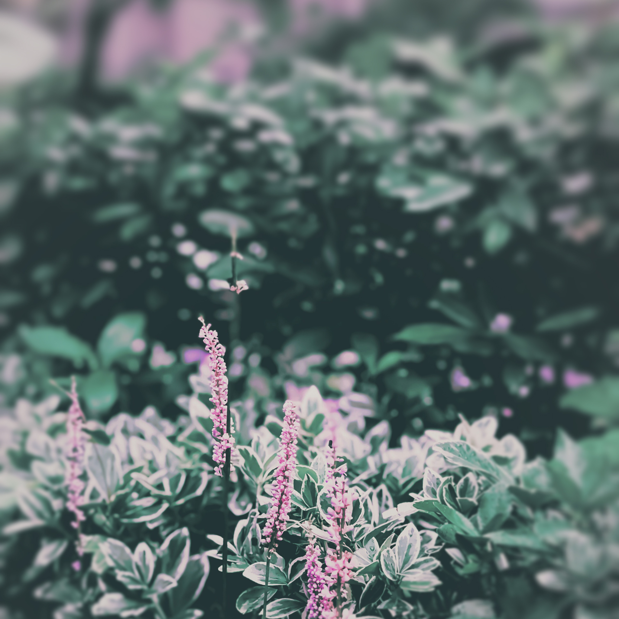 风有约，花不误，年年岁岁不相负 | 时光静好，与君共度