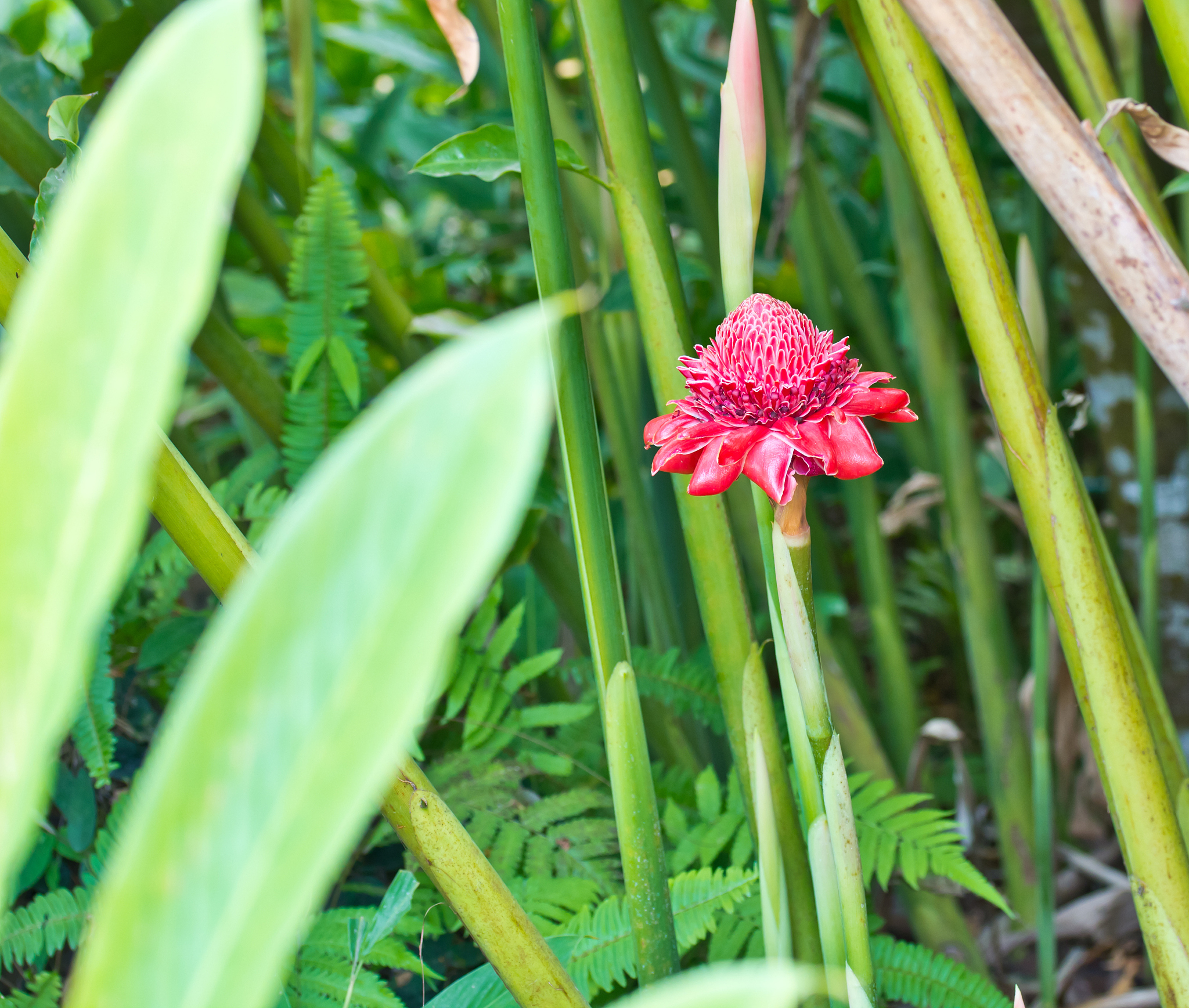 flowers from thailand, etlingera elatior or red torch ginger