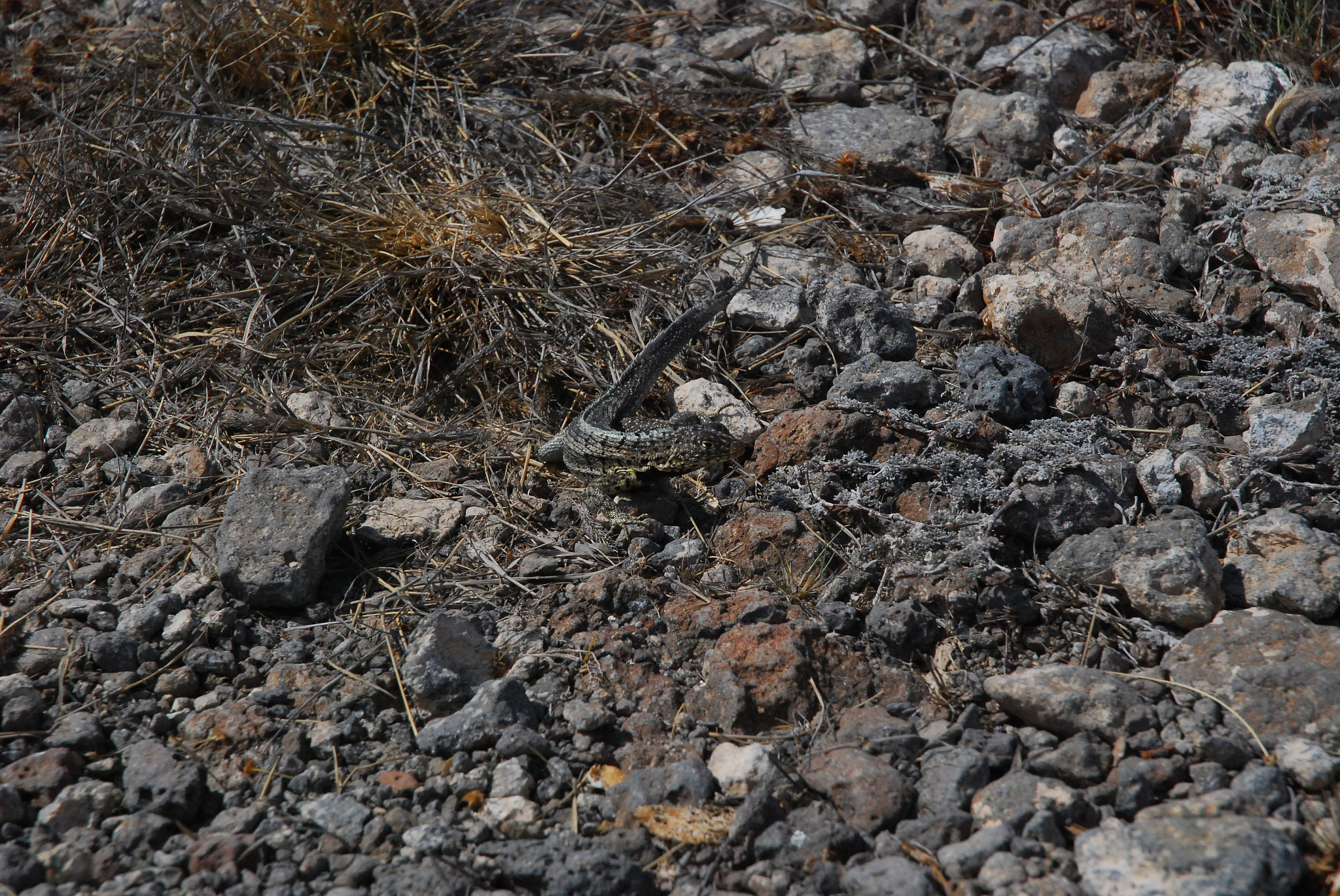 lava lizard sitting on a rock