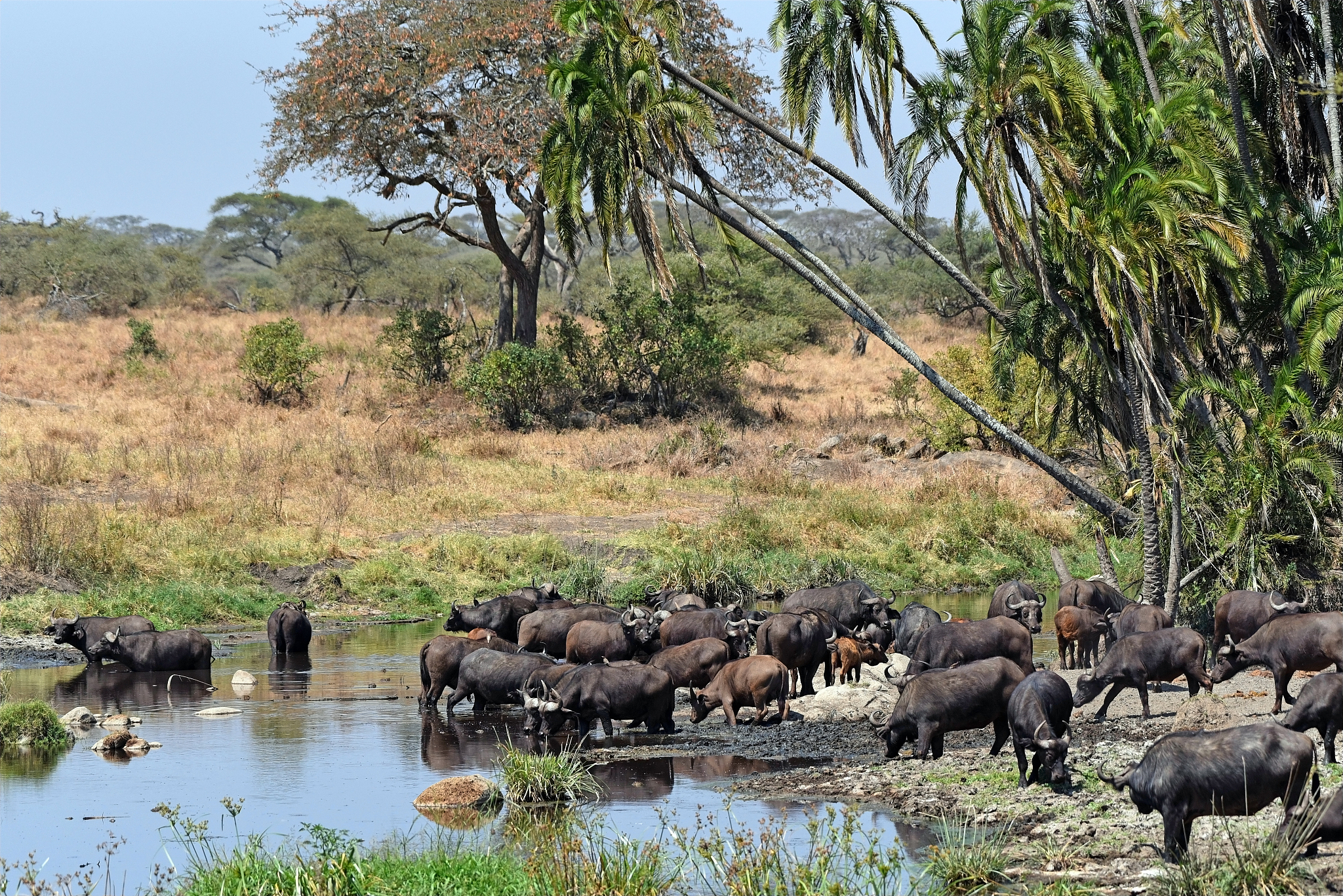 herd of cape buffalo approaching a pool in serengeti national pa