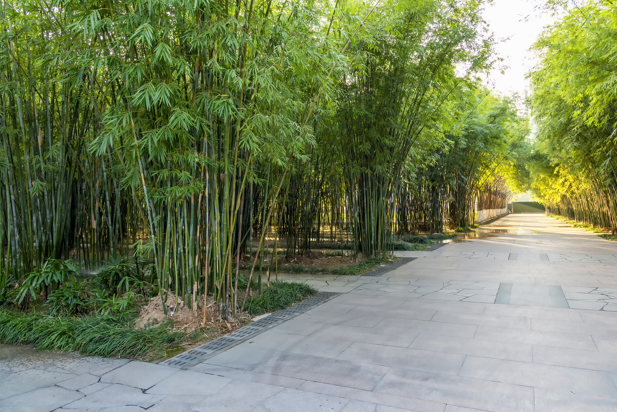 宜宾竹文化公园的生态文明意识问题生态环境问题和企业排污与治理问题