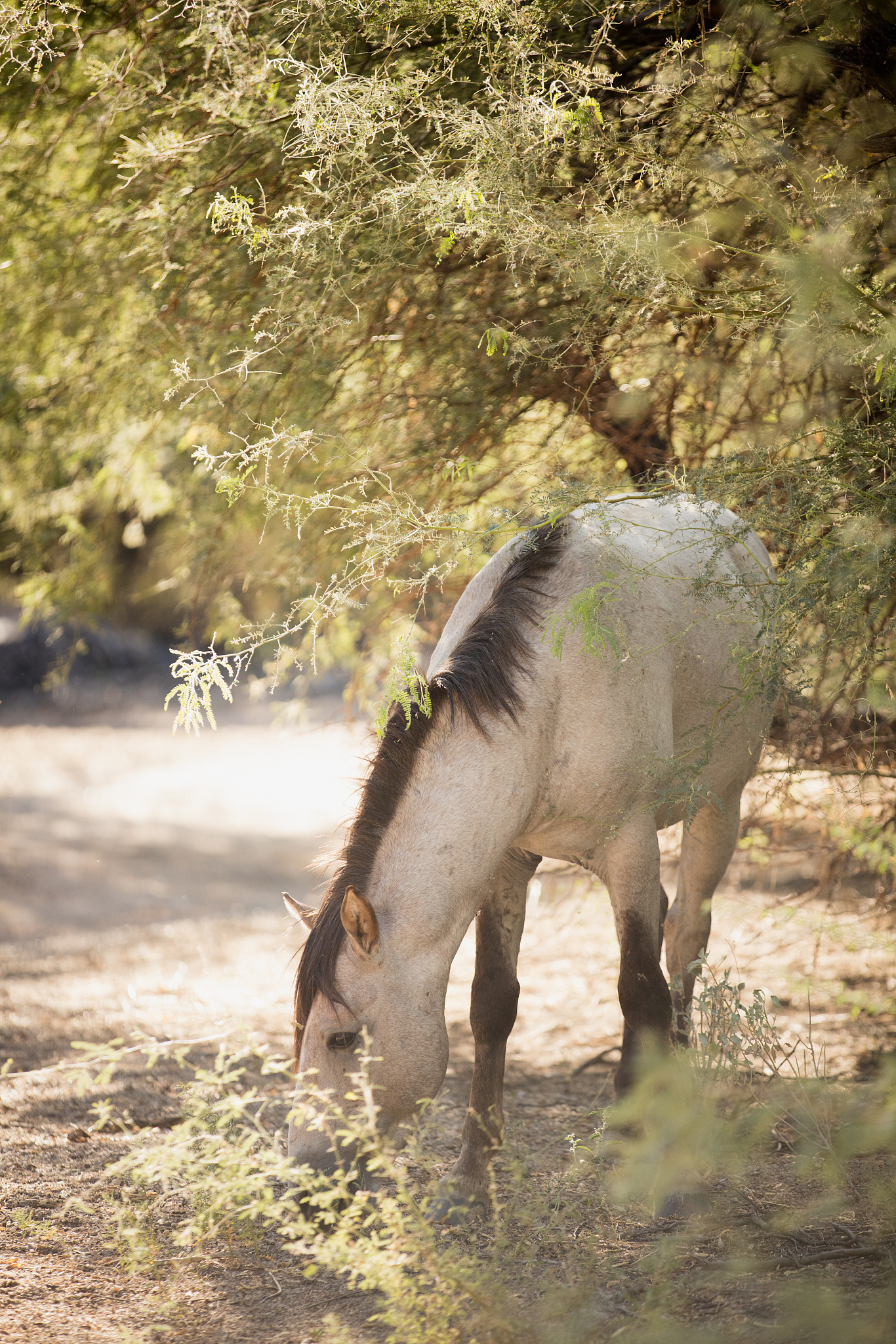 wild mustang