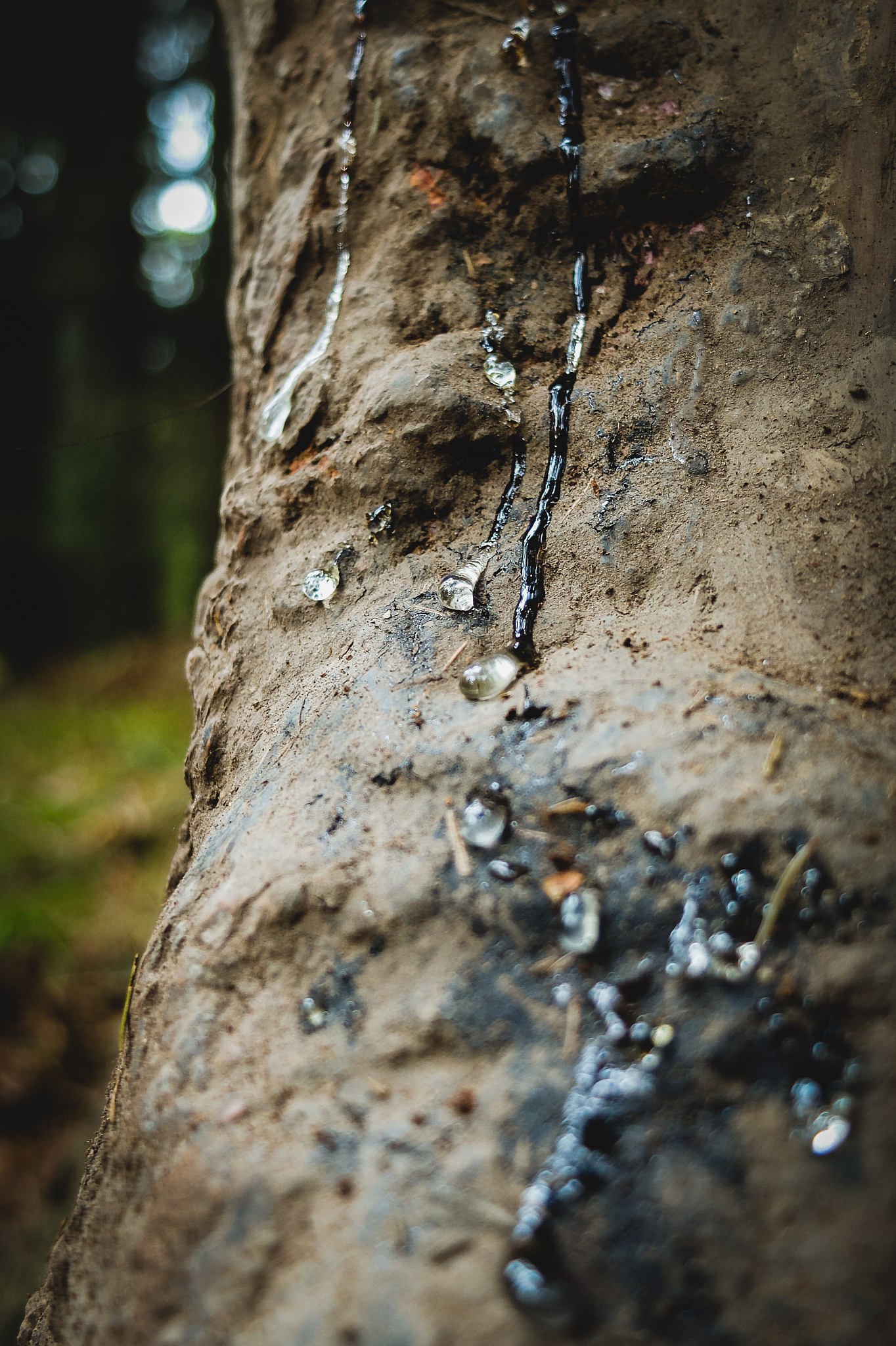 resin drops on forest tree trunk