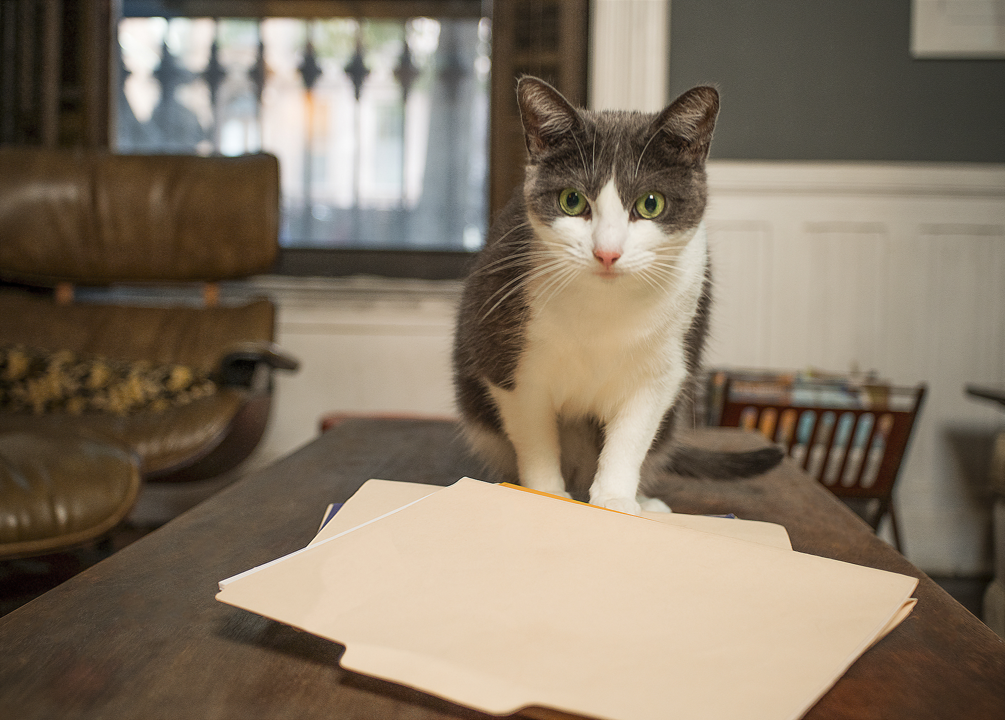 深度学习识猫：一位同学的猫十二分类实战经验