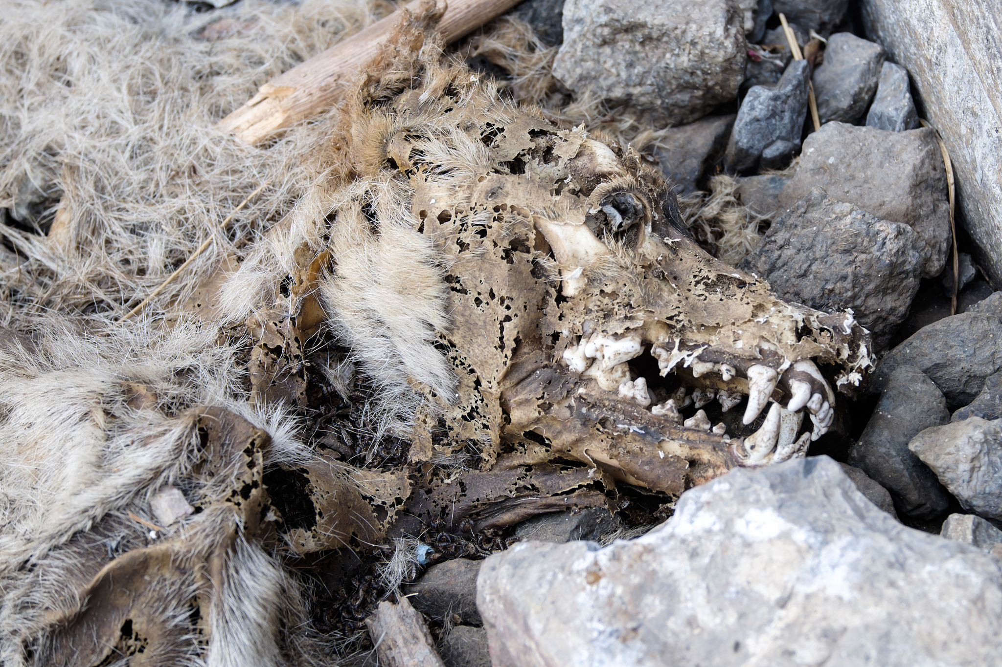 dead dog rotten