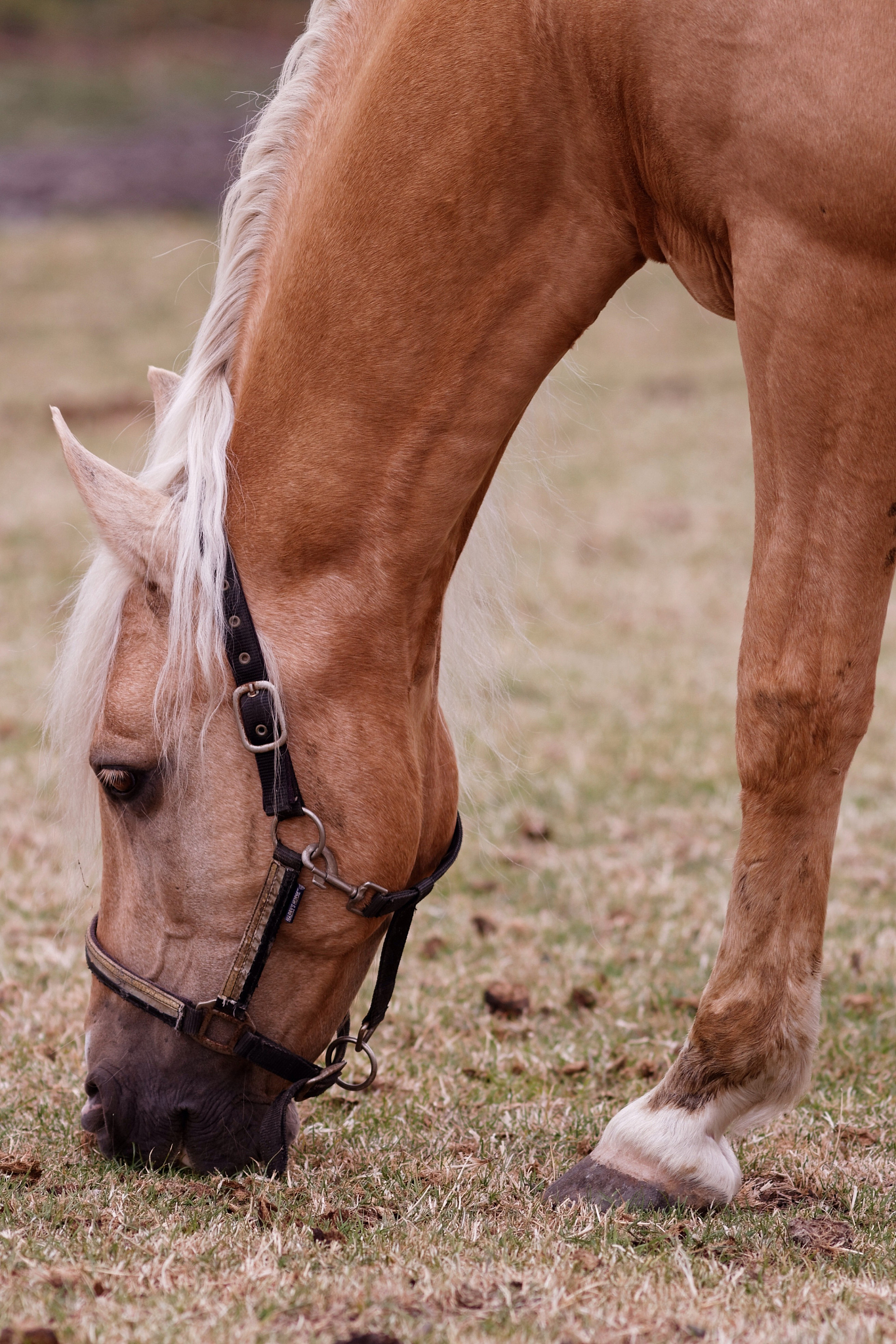 horse grazing on field