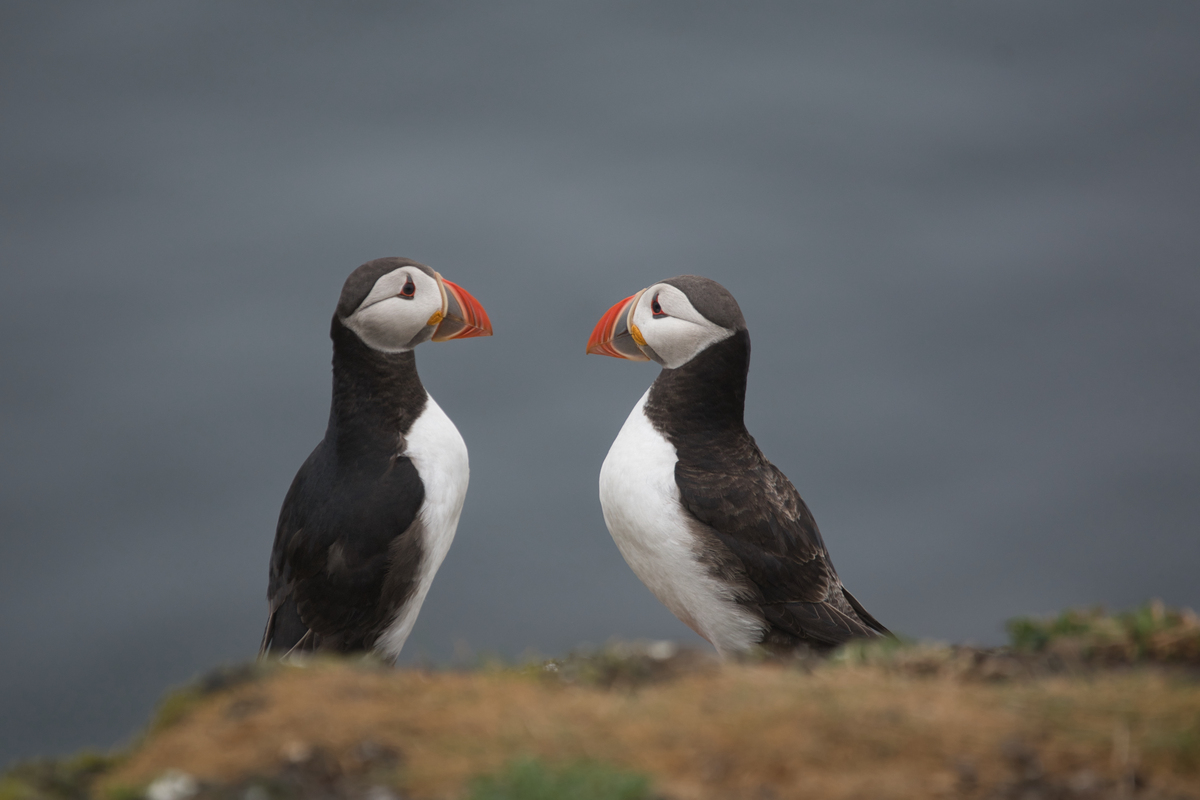 幼儿园家园共育目标 简短