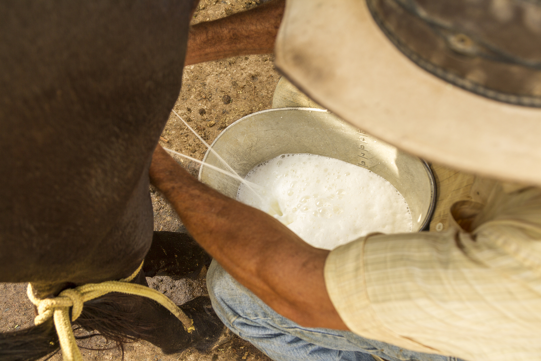 如何收集手挤奶