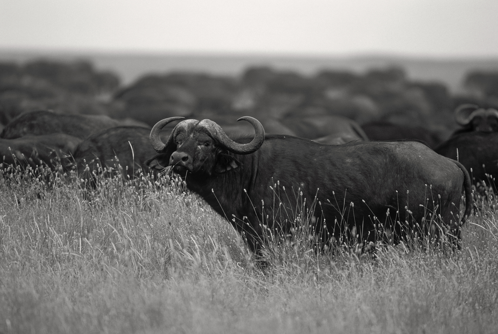 buffalo, large herd in background, serengeti, tanzania