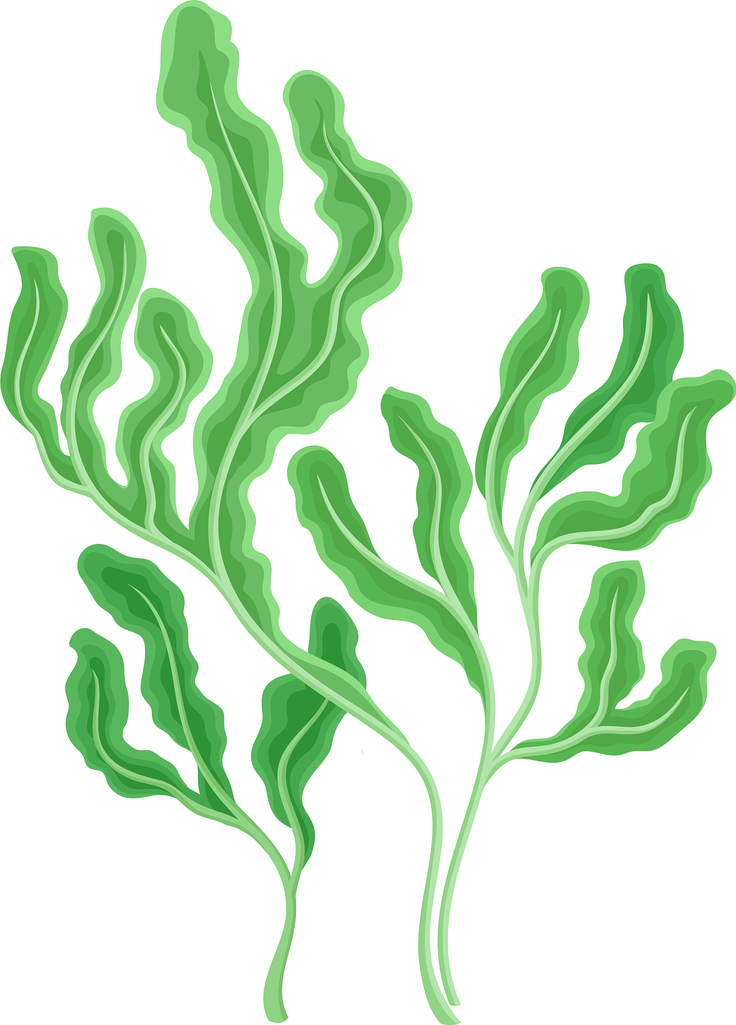 underwater seaweed or algae growing on ocean