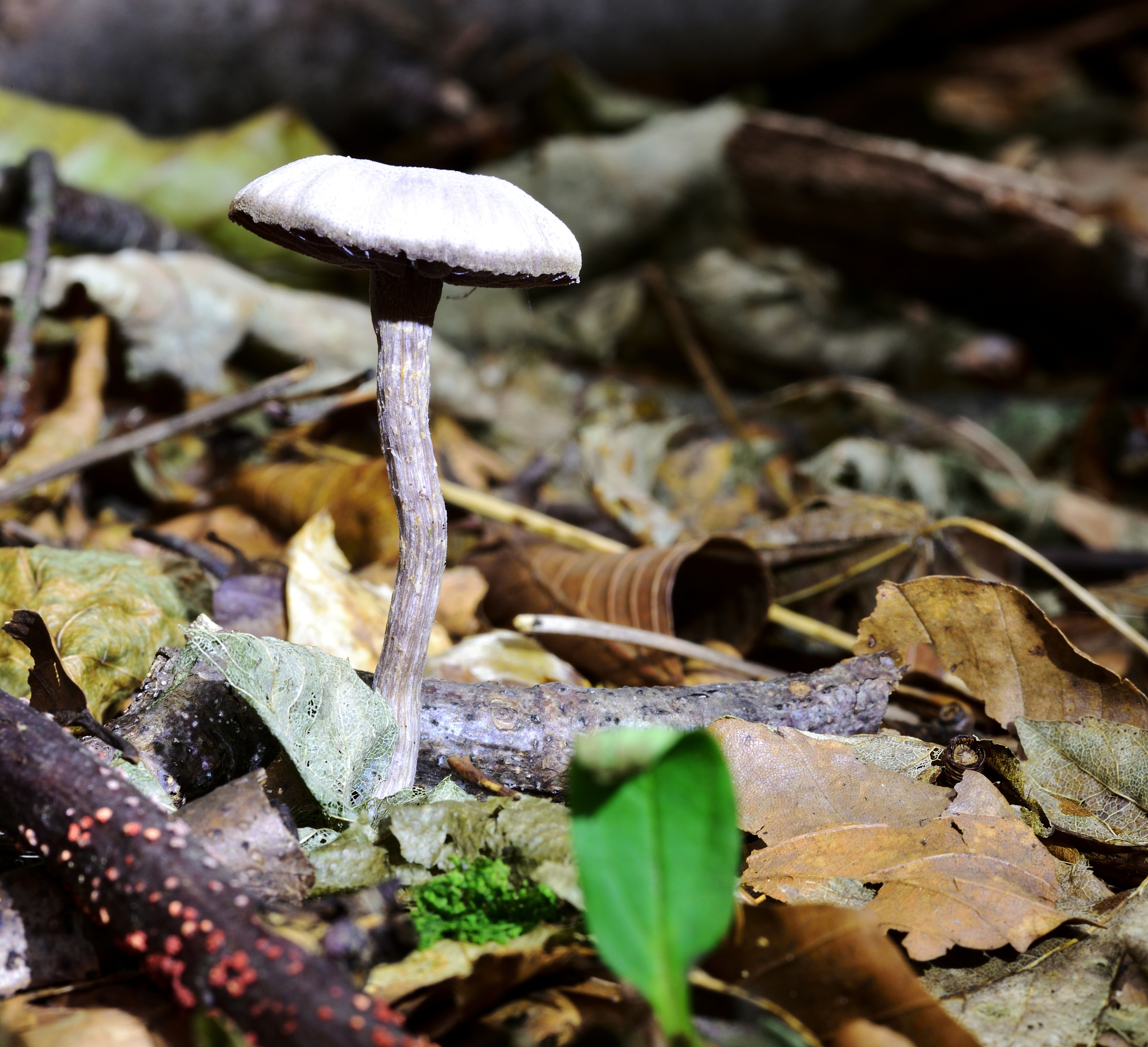 生物分类：五大类别及特征详解