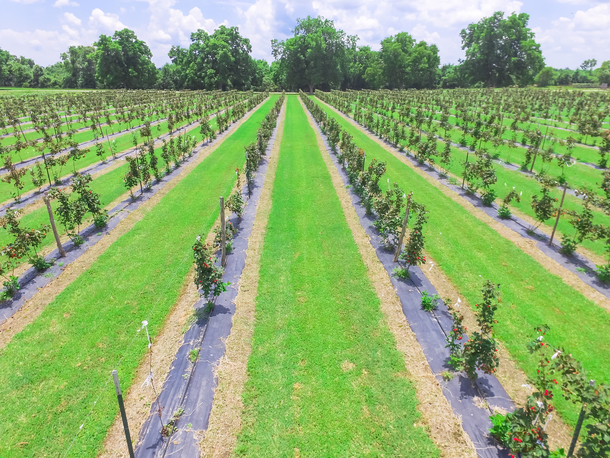 Dense Planting for Maize Yield: Theoretical Evidence and Practical Implications