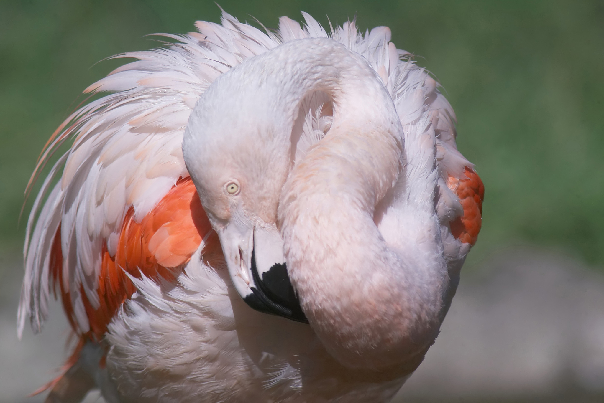把以下翻译成中文 Certainly! Here are some sources that provide information on the origin of birds The Origin and Early Evolution of Birds by Kevin Padian and Luis M Chiappe in Biological Reviews This article