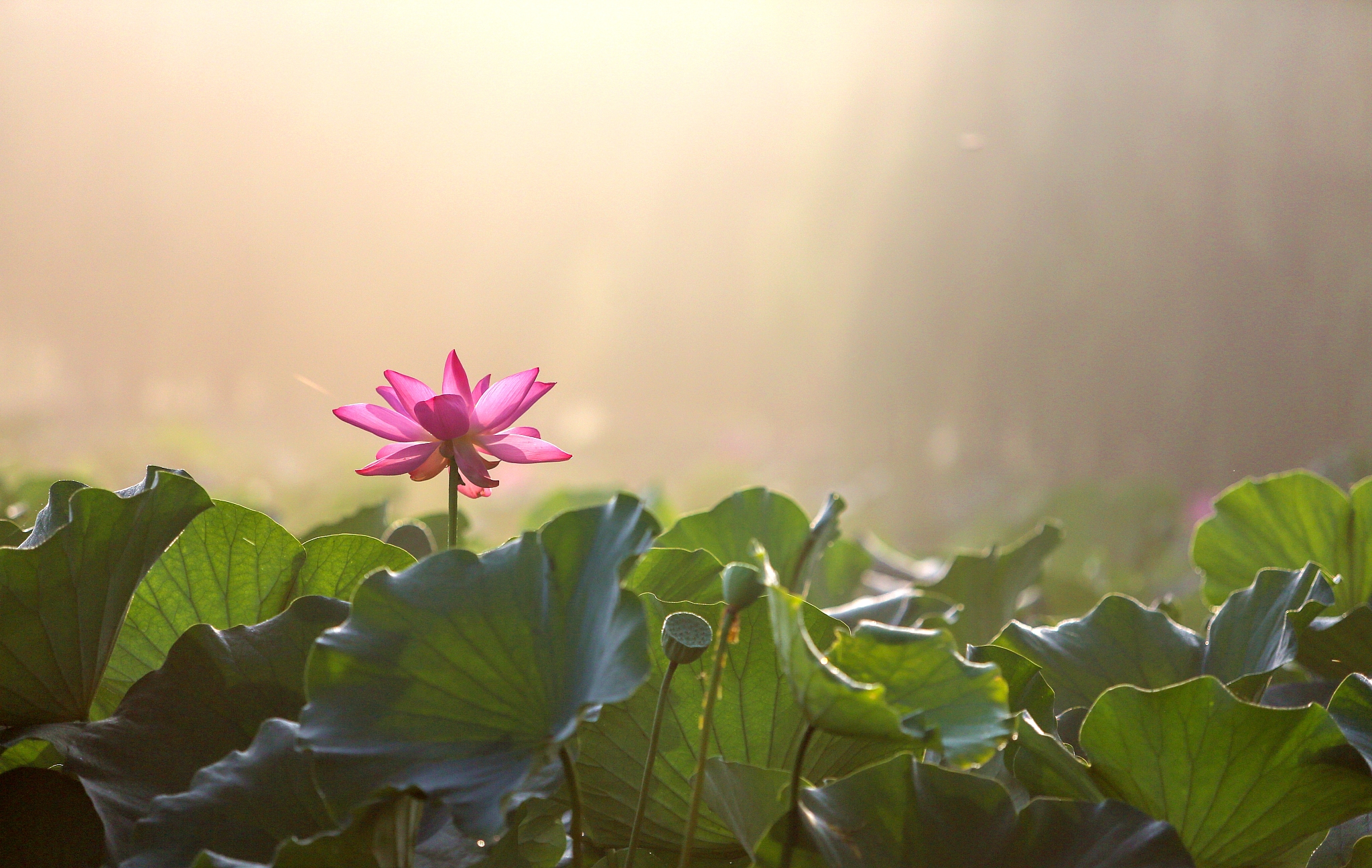 邯郸图像处理培训机构-学习图像处理课程