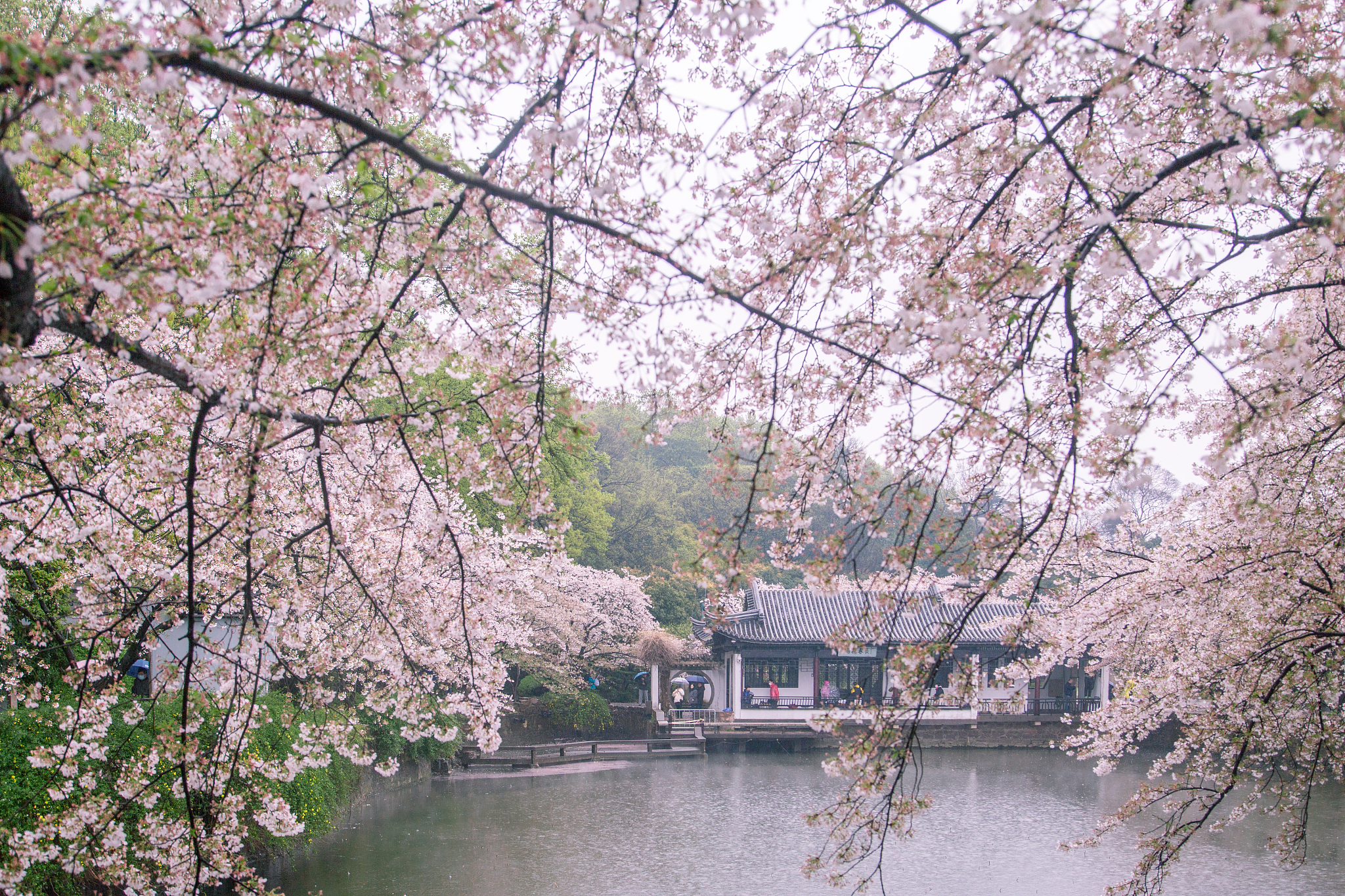 200字的南京玄武湖春游日记