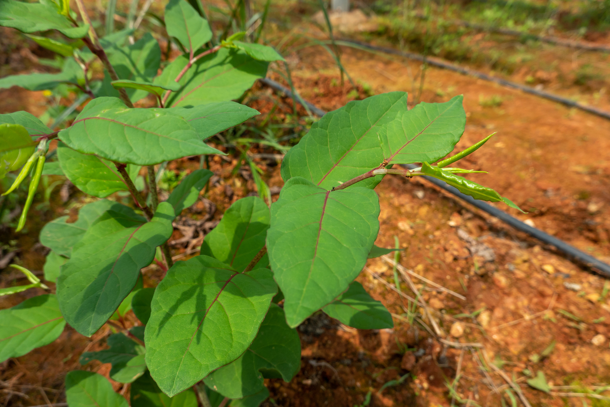 巫山淫羊藿种植面积：规模增长，现状如何？