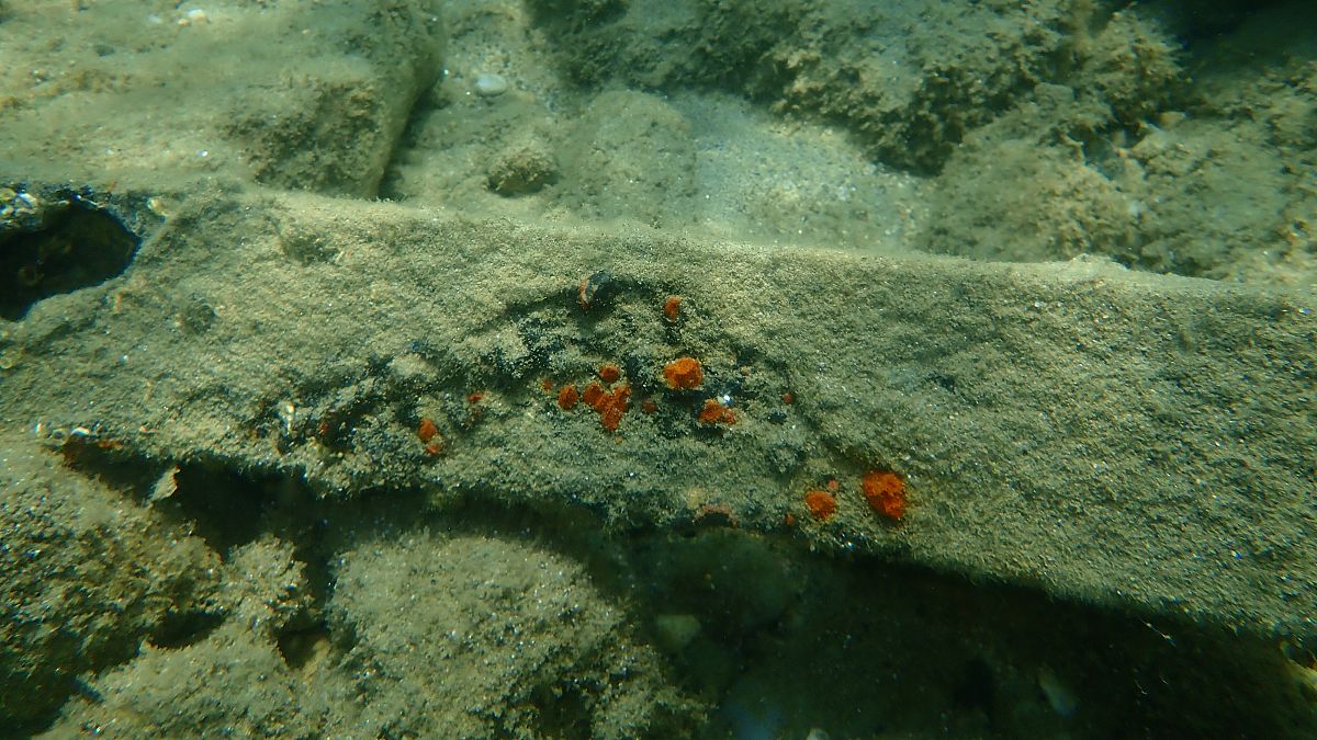 东海原甲藻的概述