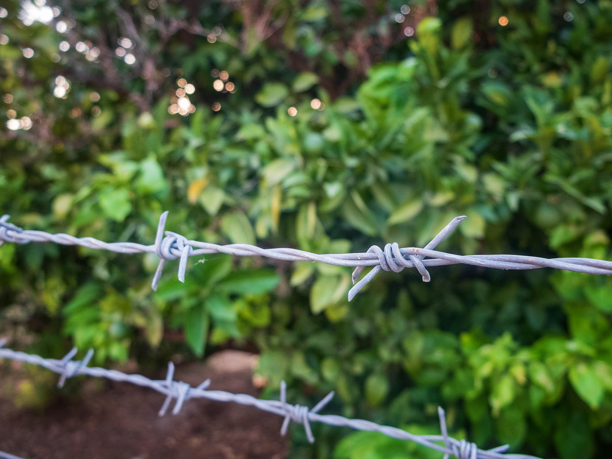 仿鹰爪中高空小型水果采摘器大创项目描述200字