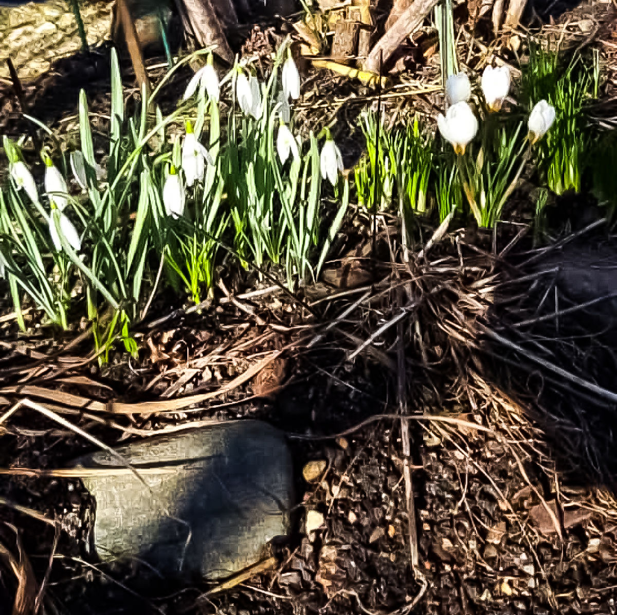 将 洋姜种兰花种球蕨菜种根藠头种水仙种球菹草石芽姜荷花种球贝母鳞茎玄参子芽荸荠种球茨菇种球葛根种苗土豆种苦姑娘根山海螺种根唐菖蒲种球百合种球滴水观音种芋洋合笋种根芋头种紫薯种红薯种藏红花种球雪莲果种球风信子种球山药种魔芋种子朱顶红种球芦笋根韭菜根 66的格式重新组合