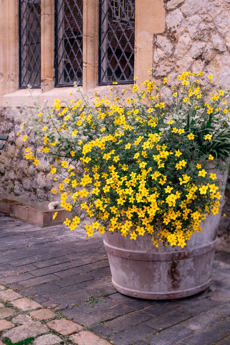 蓝目菊叶子发黄怎么办？解决方法及预防措施