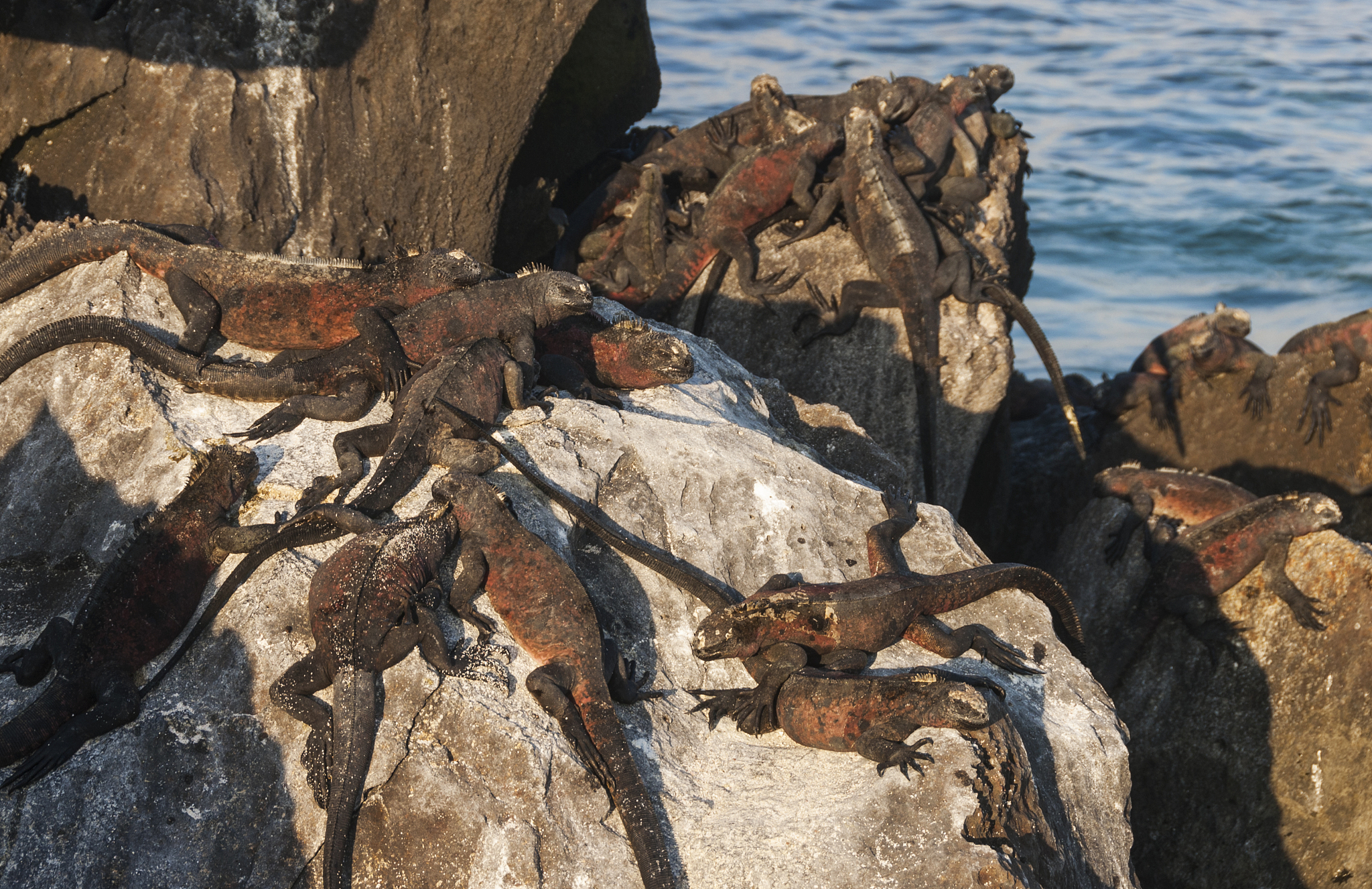 marine iguanas