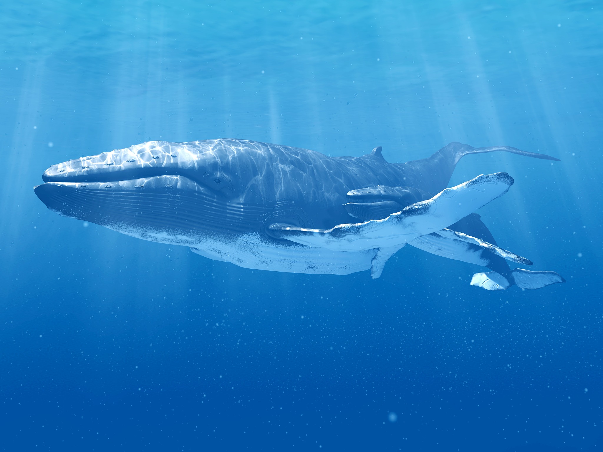 鲸鱼：海洋巨兽的奥秘