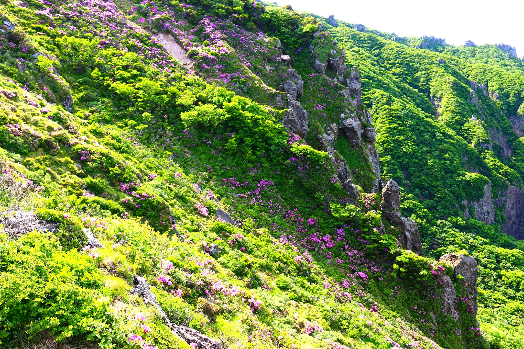 hallasan, mountain, mountain, mountain, forest, mountain, forest