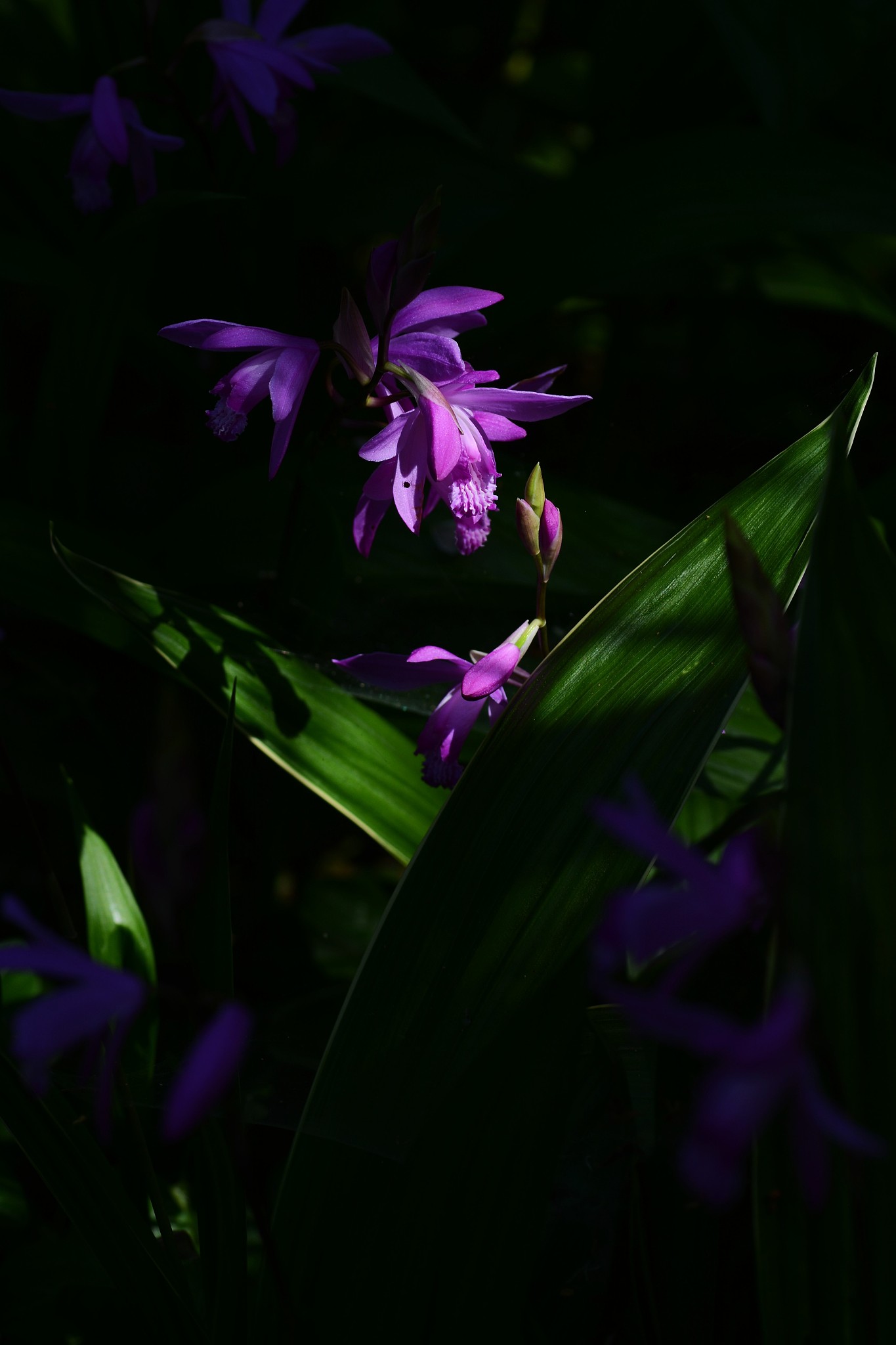 hyacinth orchid