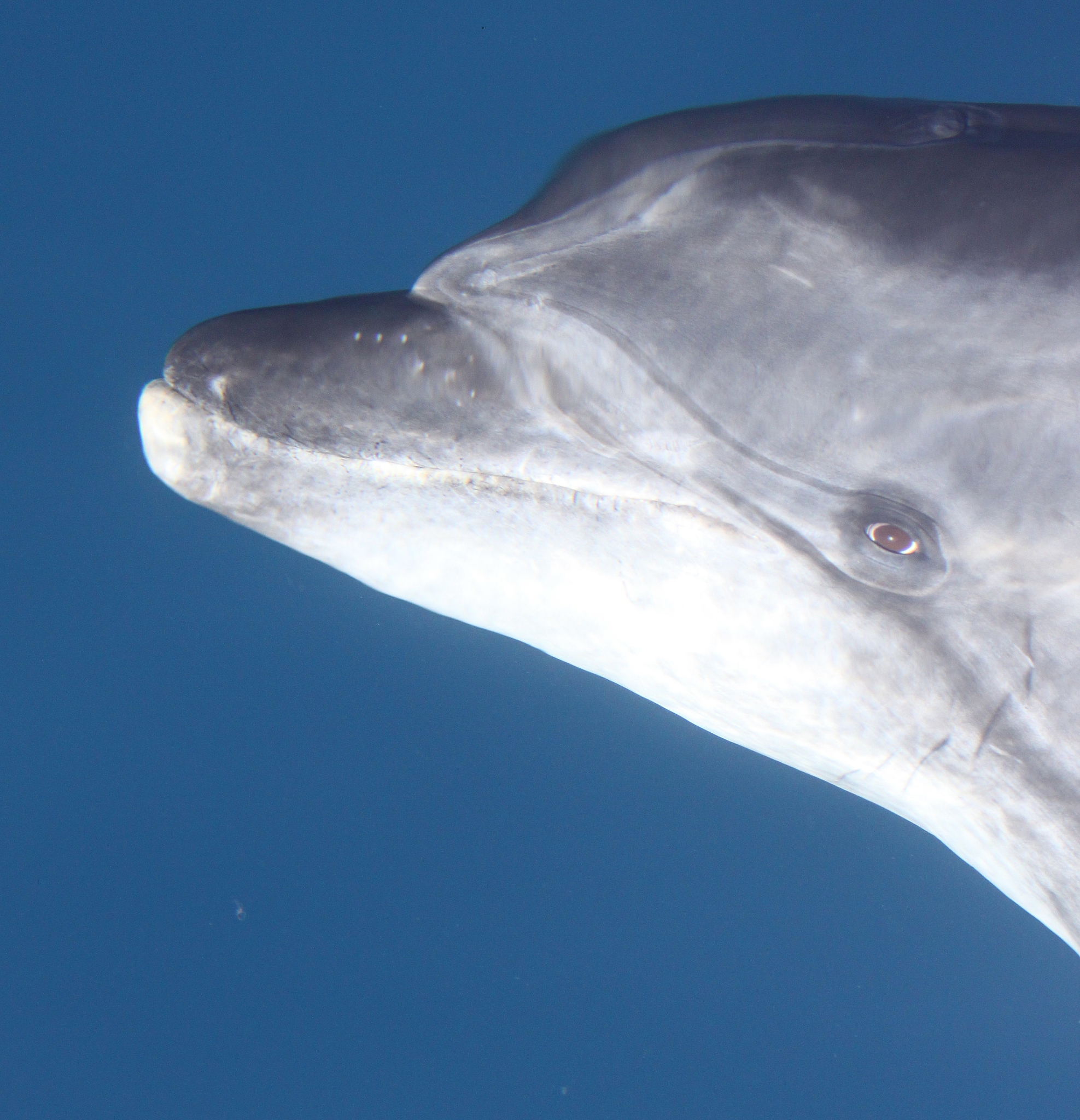 江西农业工程职业学院动物医学专业涉及哪些课程