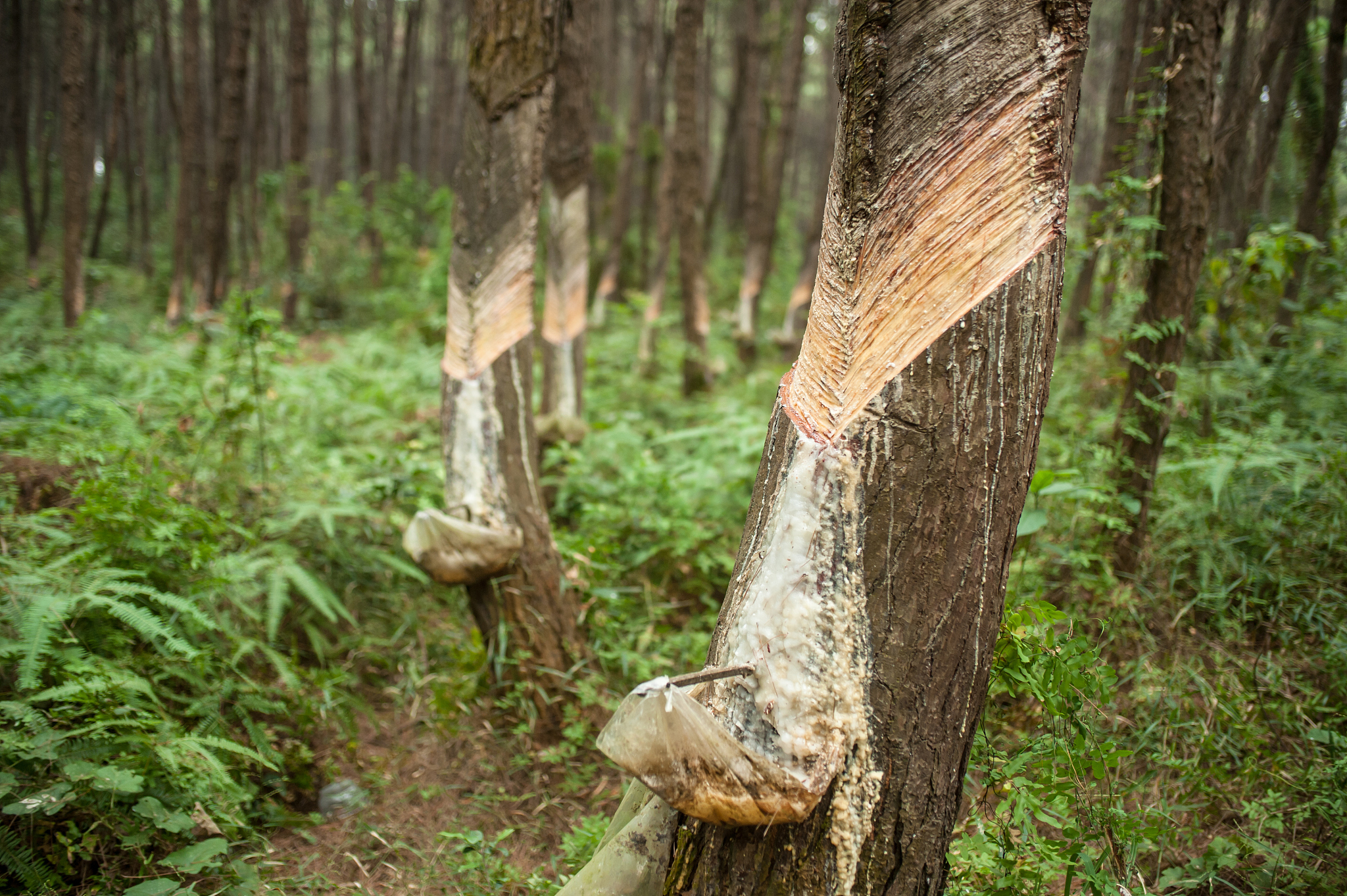 resin and bark of pine tree.