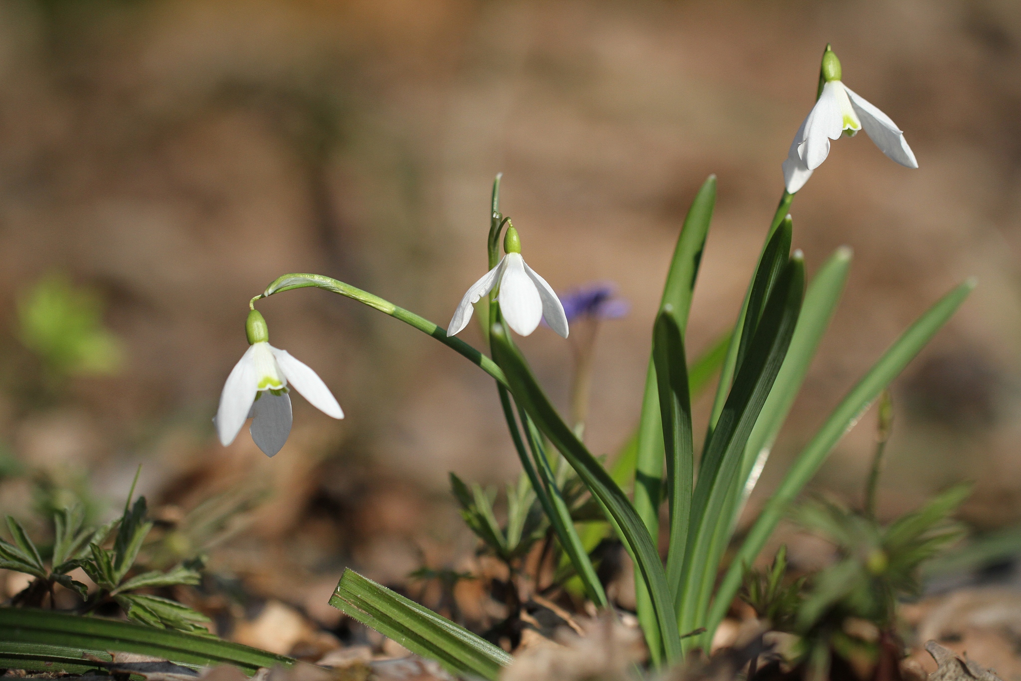 close-up of white flowering plants on field