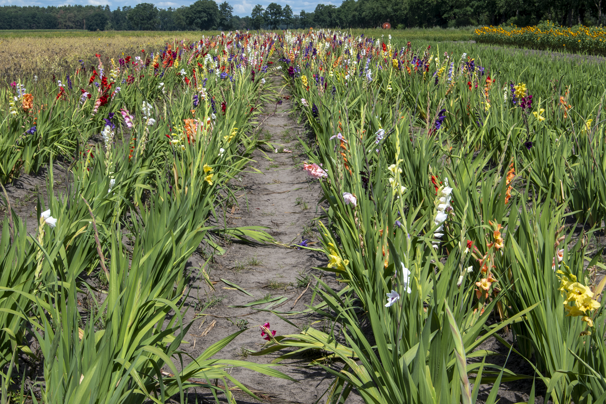 gladioli to pick yourself. in one field these irises are offered