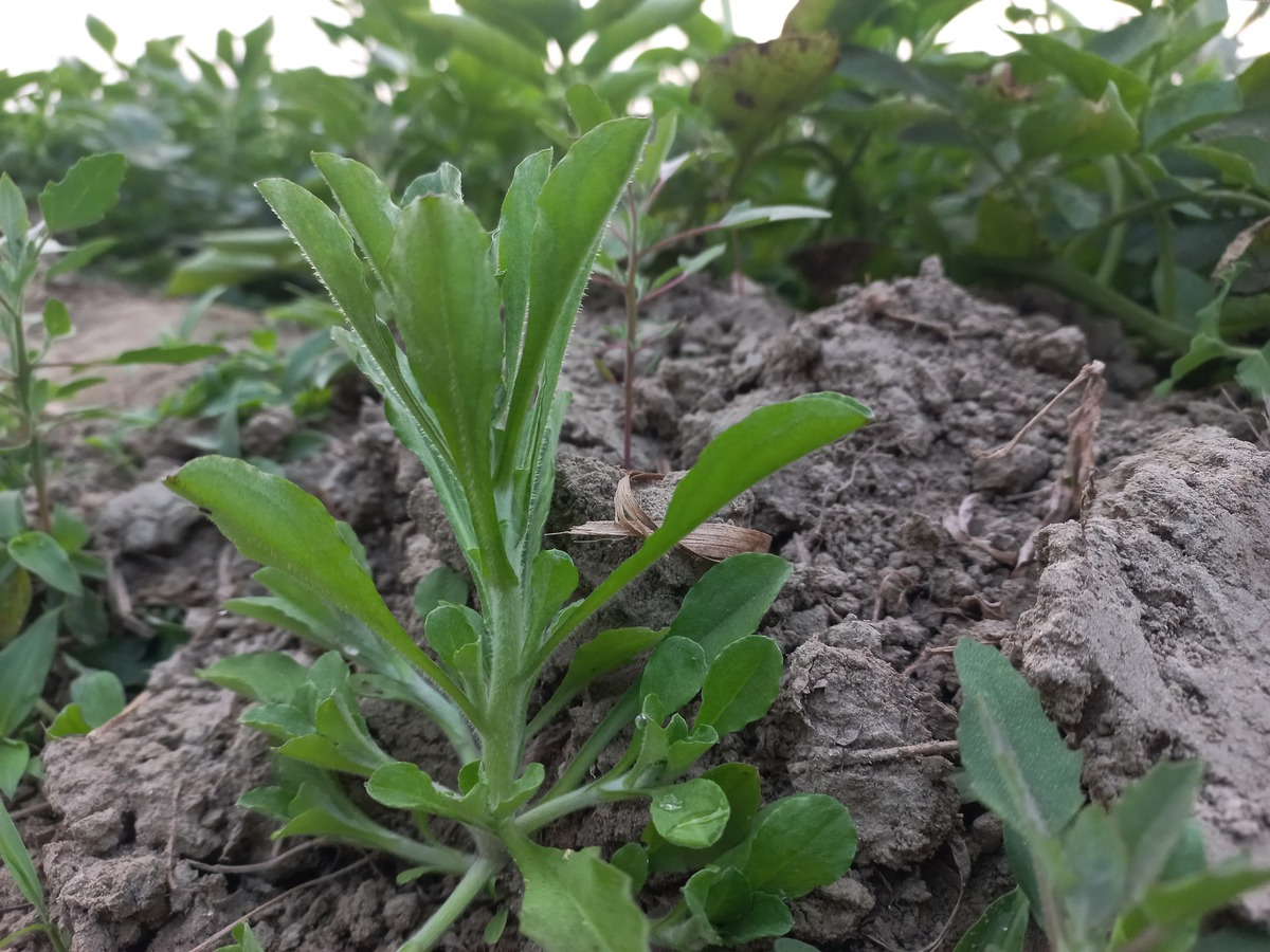 板蓝根种植最佳地区 - 适合种植的南方省份
