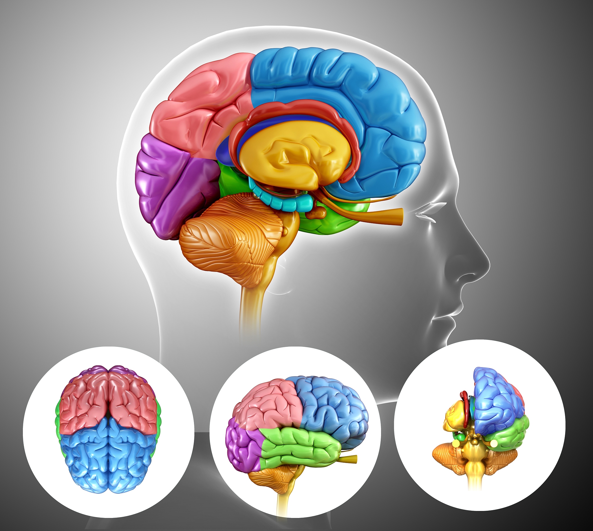 脑部区域为什么取名叶