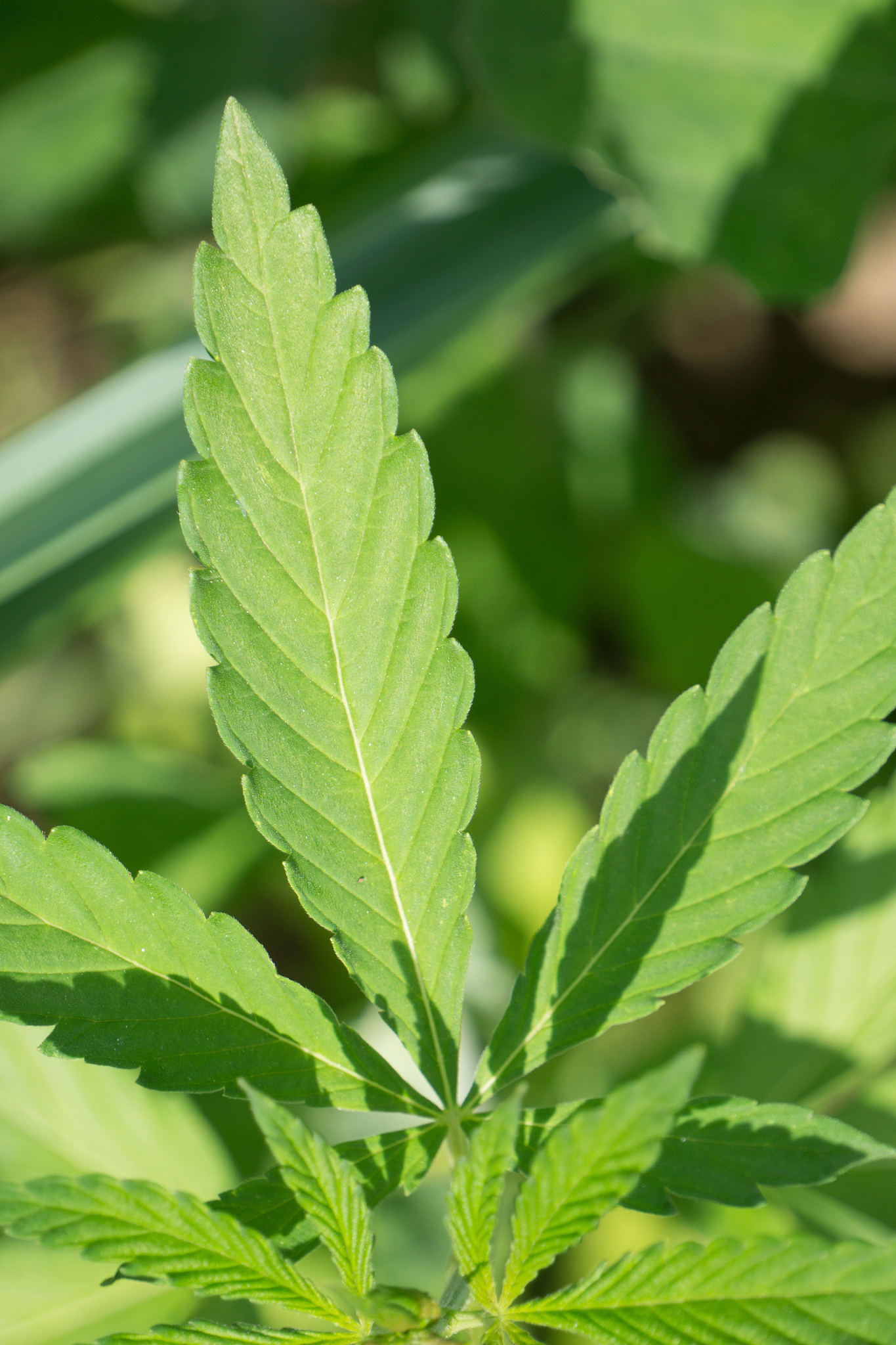 cannabis plant