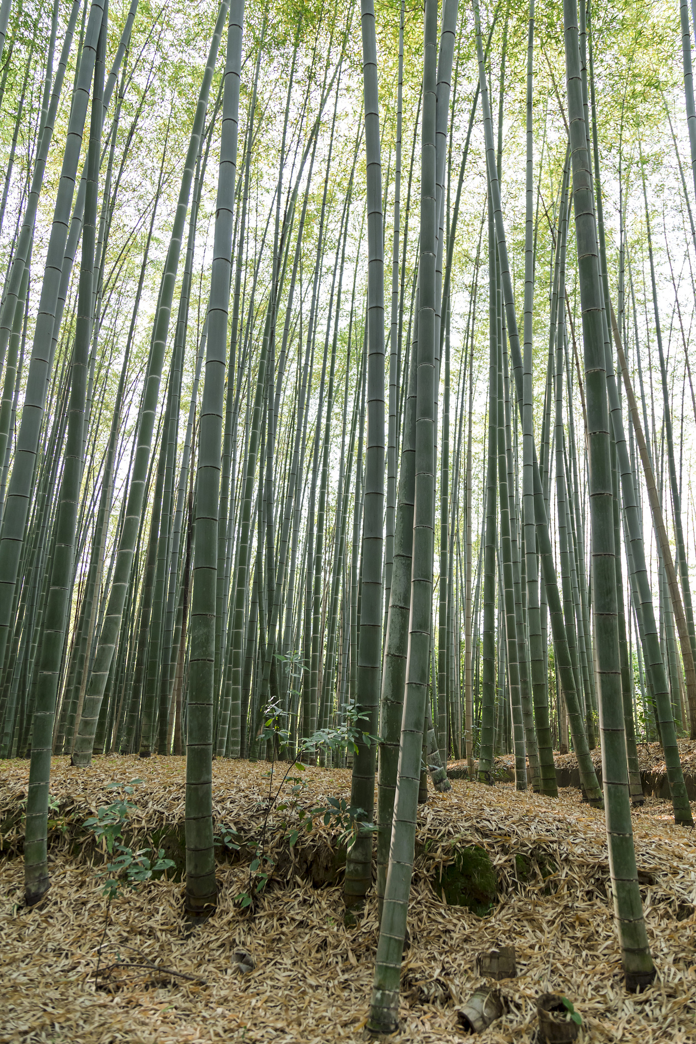 bamboo forest