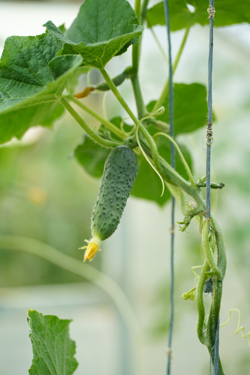 丝瓜是什么季节的菜