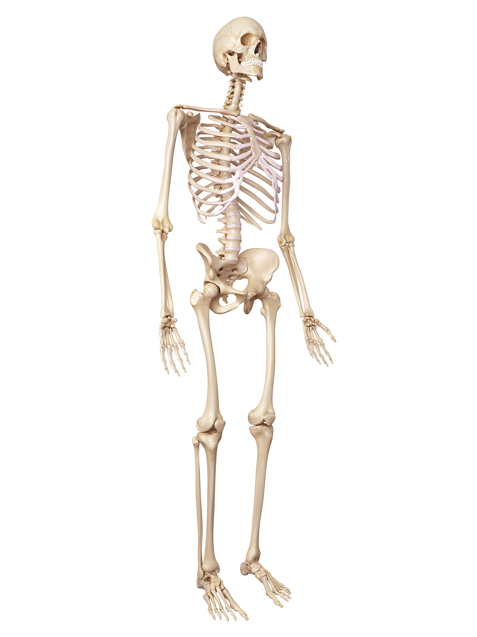 人体骨骼翻译：Ring Pip 是什么？