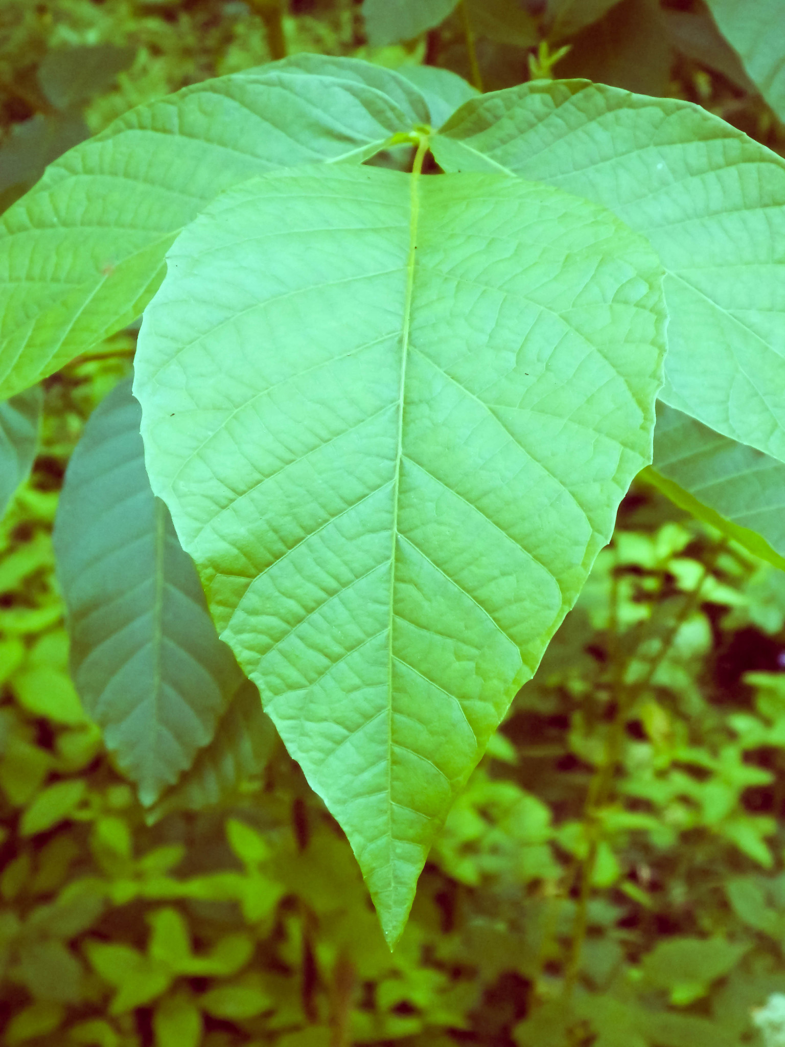 green leaf as nature background.